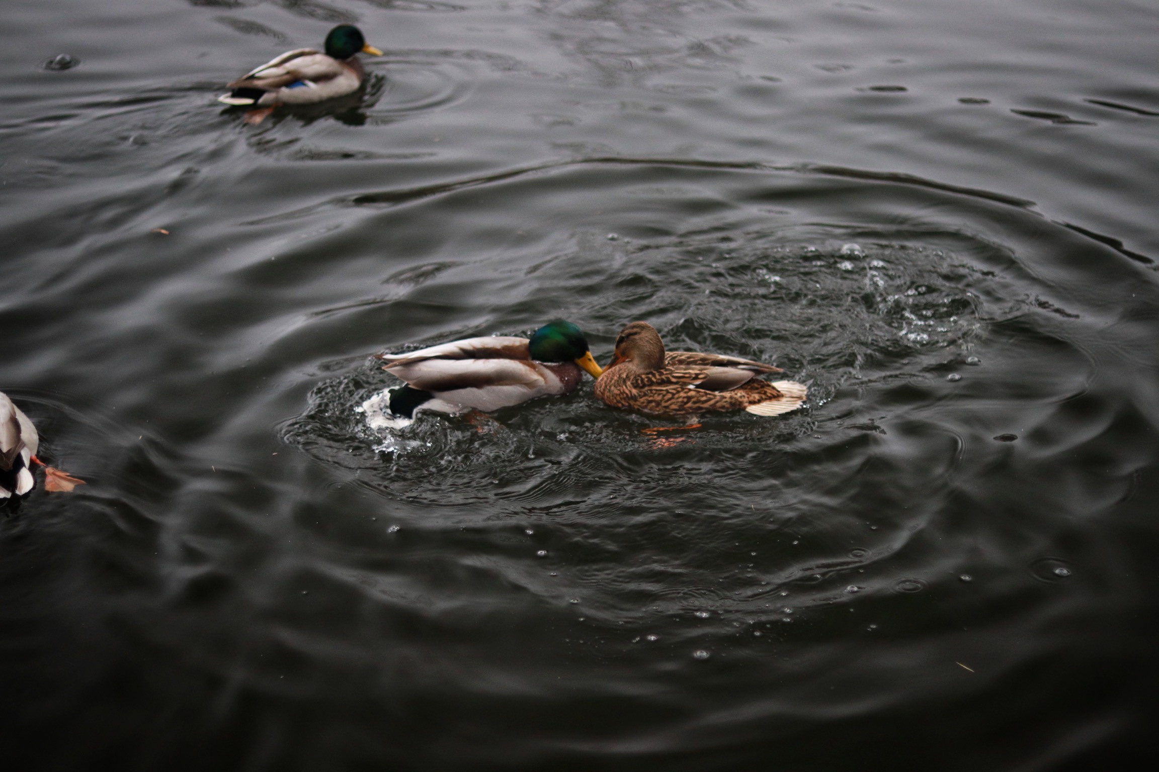 Пруд. DariaVolz — photo shoots in Europe and Russia