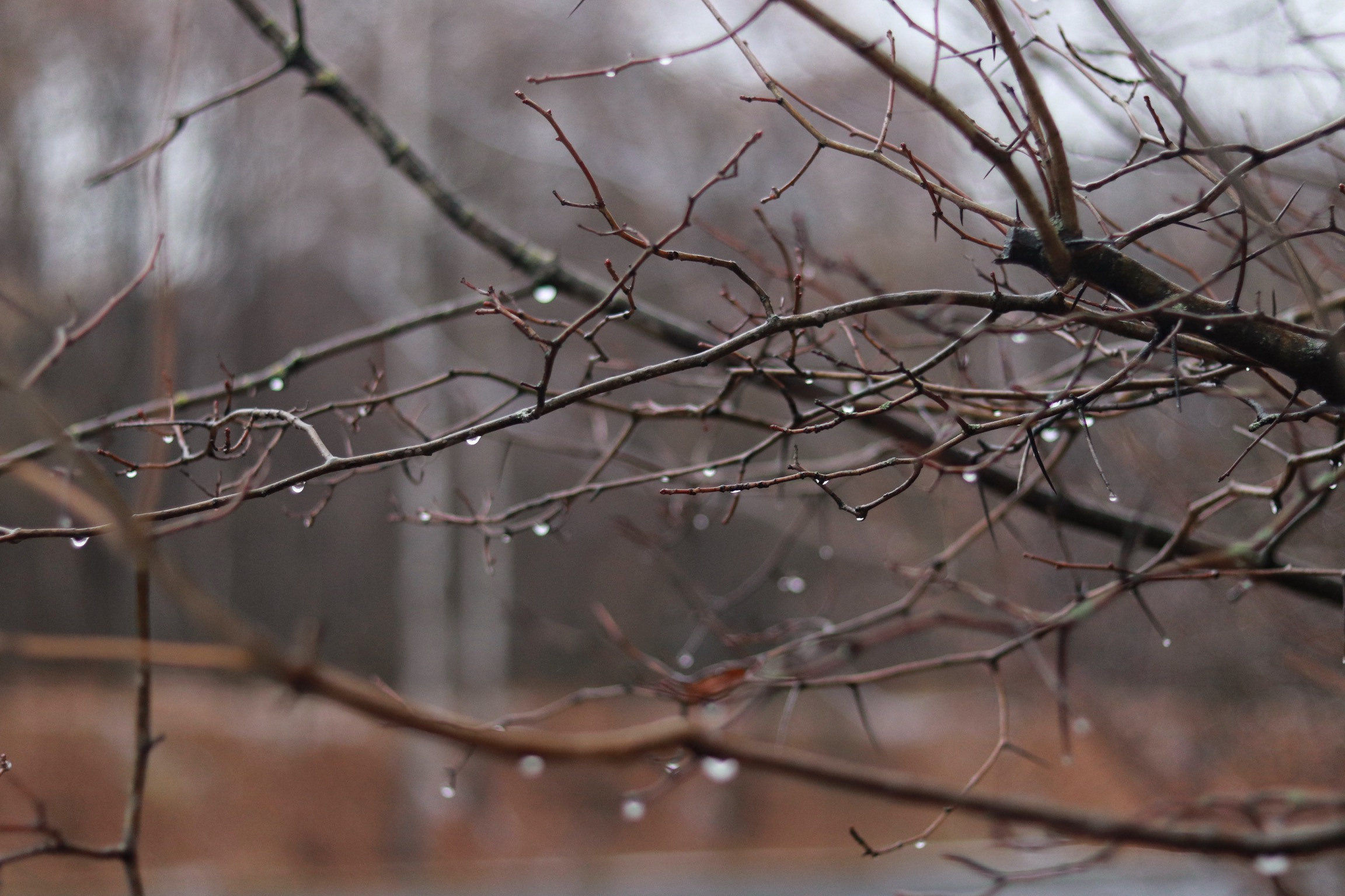 Пруд. DariaVolz — photo shoots in Europe and Russia