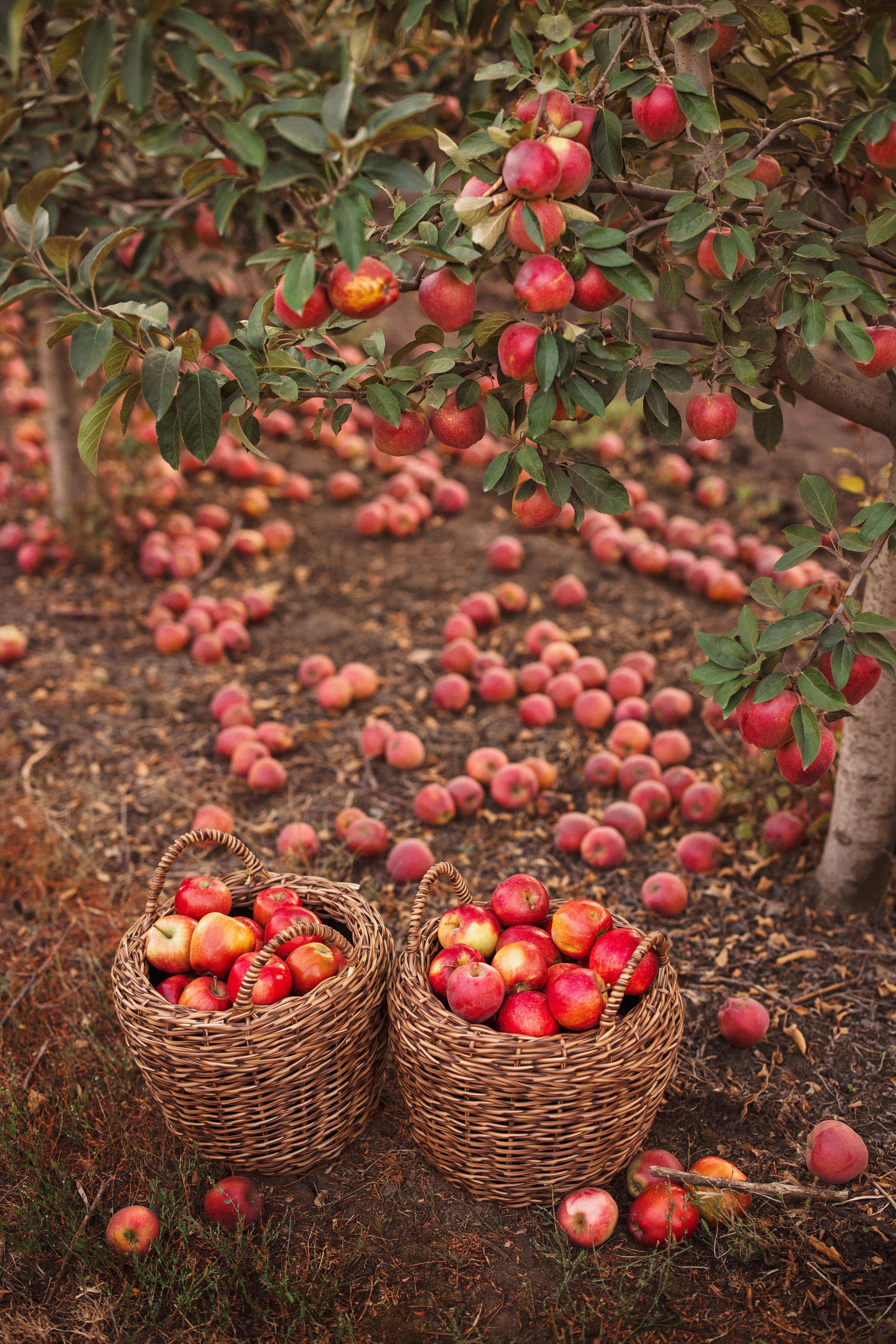 Сбор урожая Яблок. Семейный и детский фотограф в Краснодаре Анна Трашкова