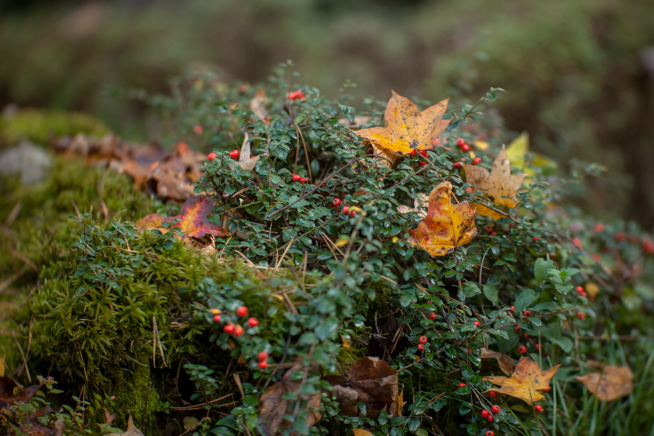 Ботанический сад имени Н. В. Цицина. Фотограф Виталий Туманов. Туманов Виталий — фотограф Москва
