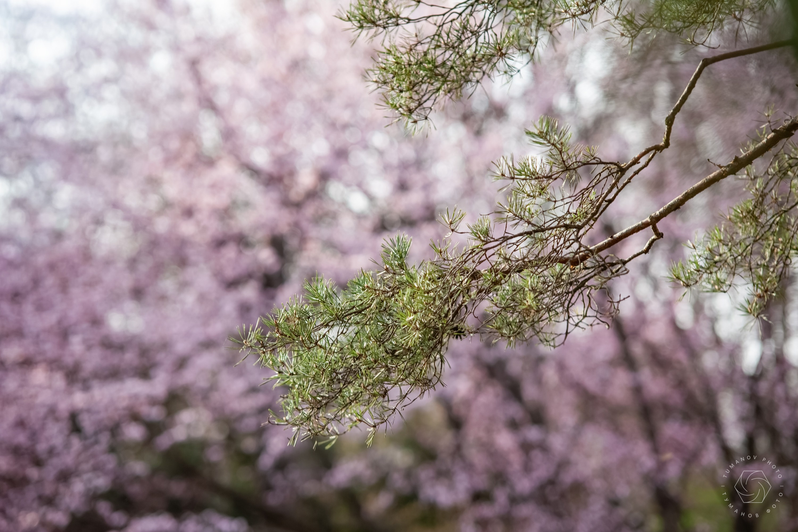 Первые дни ханами в Японском саду, который находится в Ботаническом саду им. Н. В. Цицина. Туманов Виталий — фотограф Москва