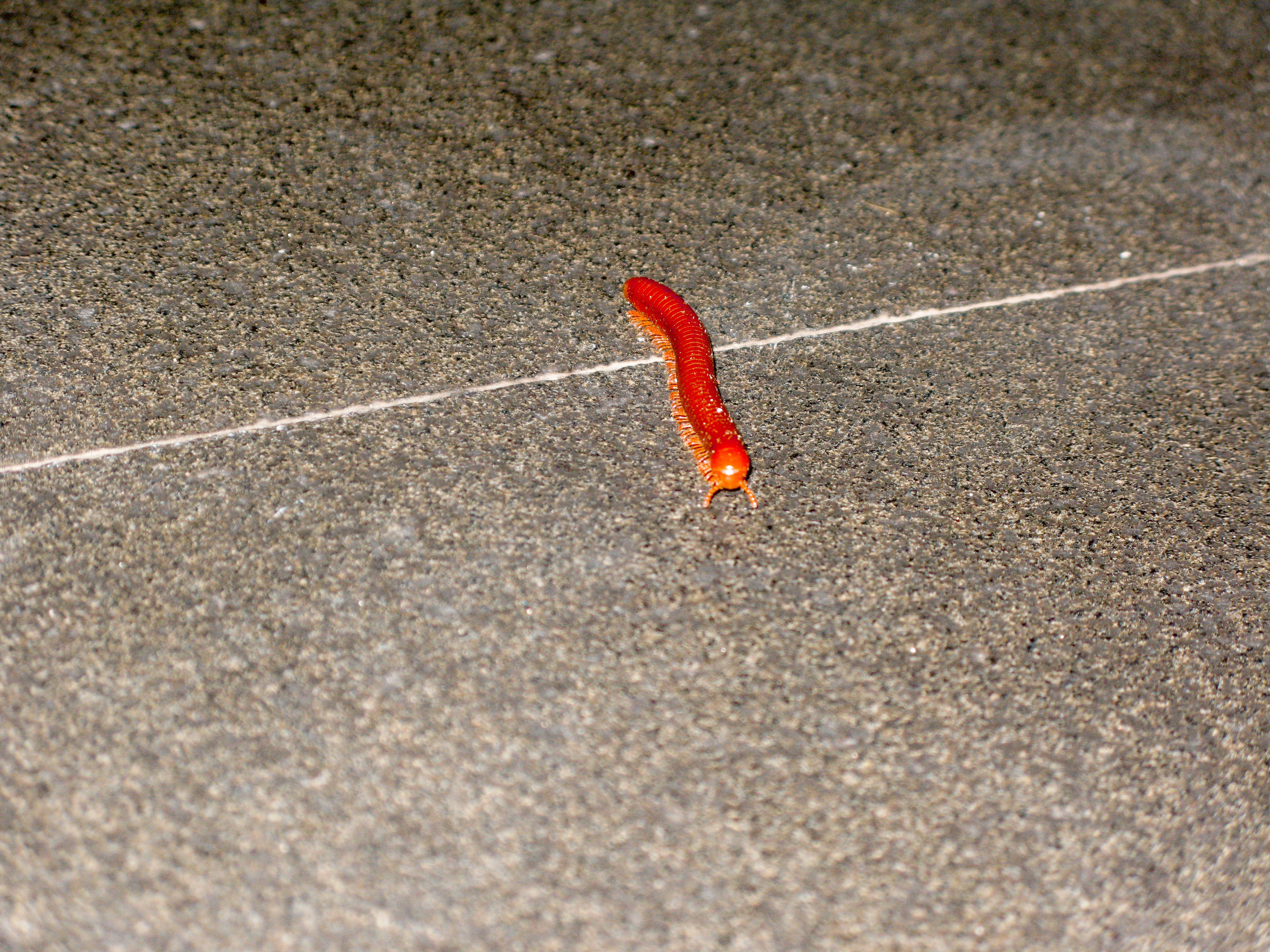 Thai. Фотограф Миланазавр