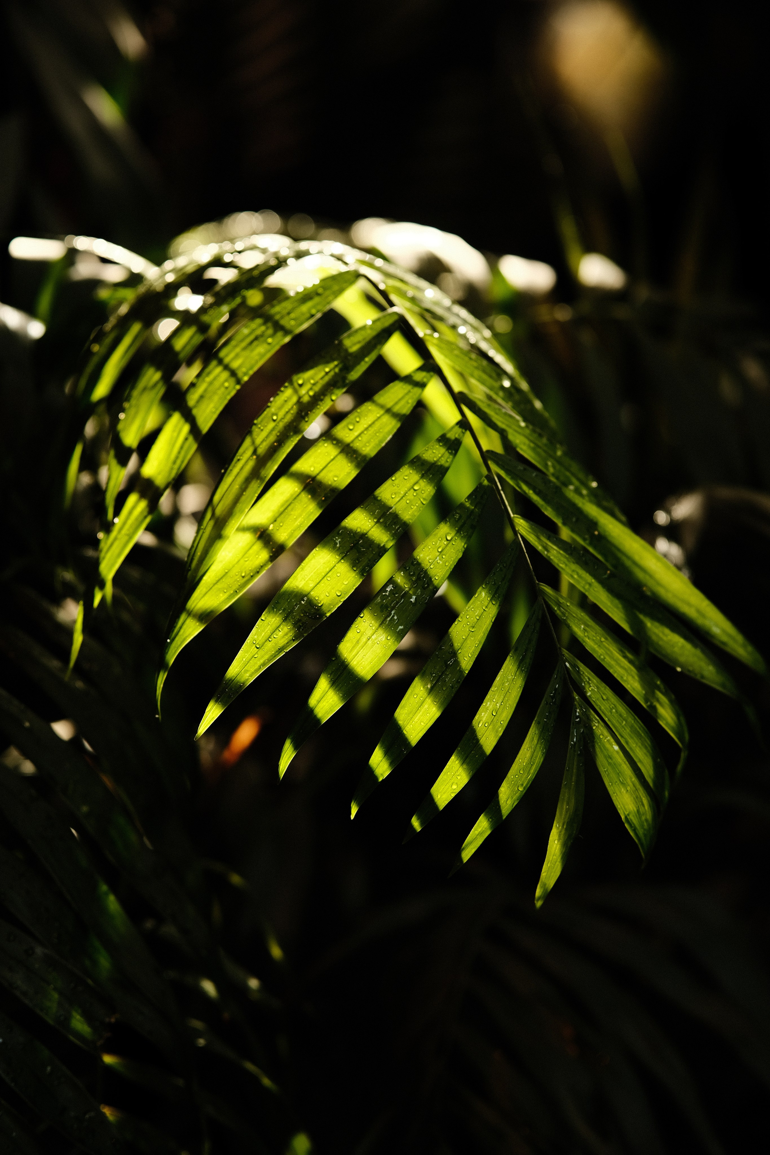 Аптекарский огород. Фотограф-любитель из Кирова Андрей Погребняк