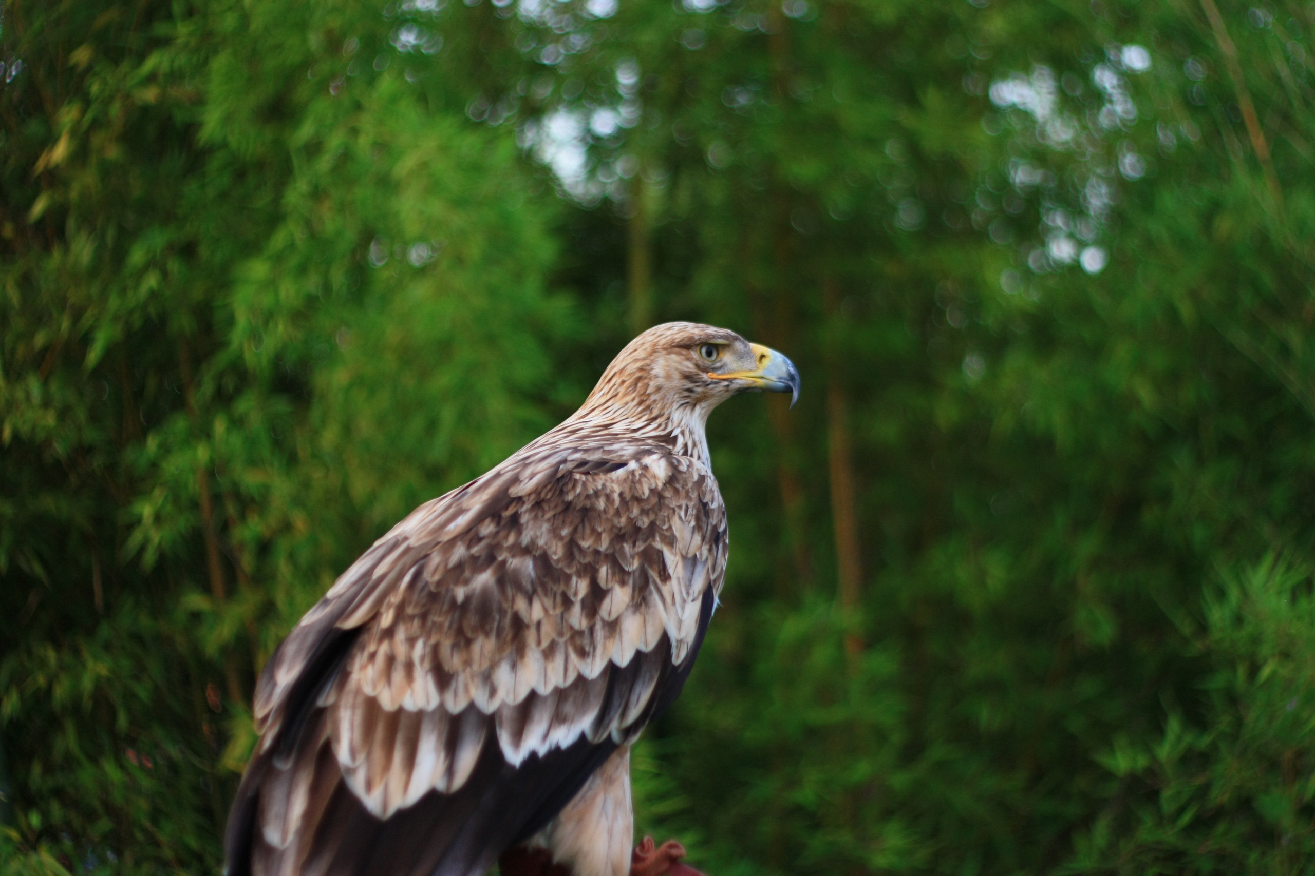 Первые кадры. Сочи — парк. Фотограф Роман Адлер