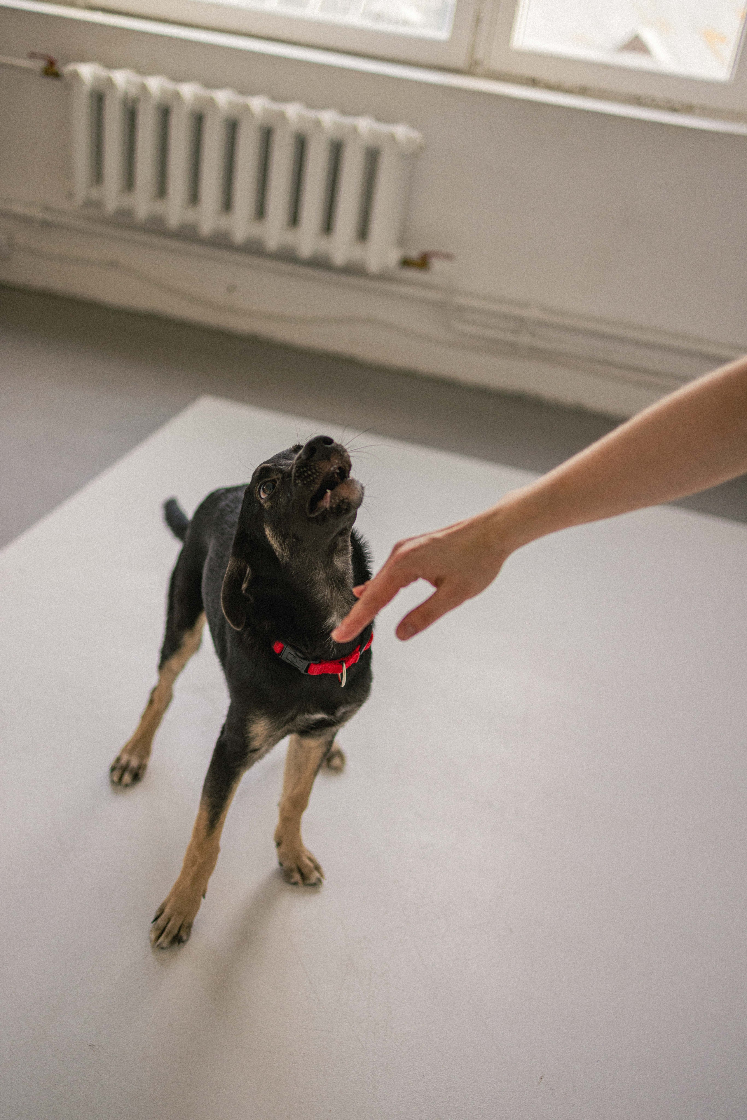 Крис и Тэдди. Фотограф-анималист в Москве Лера Черноног