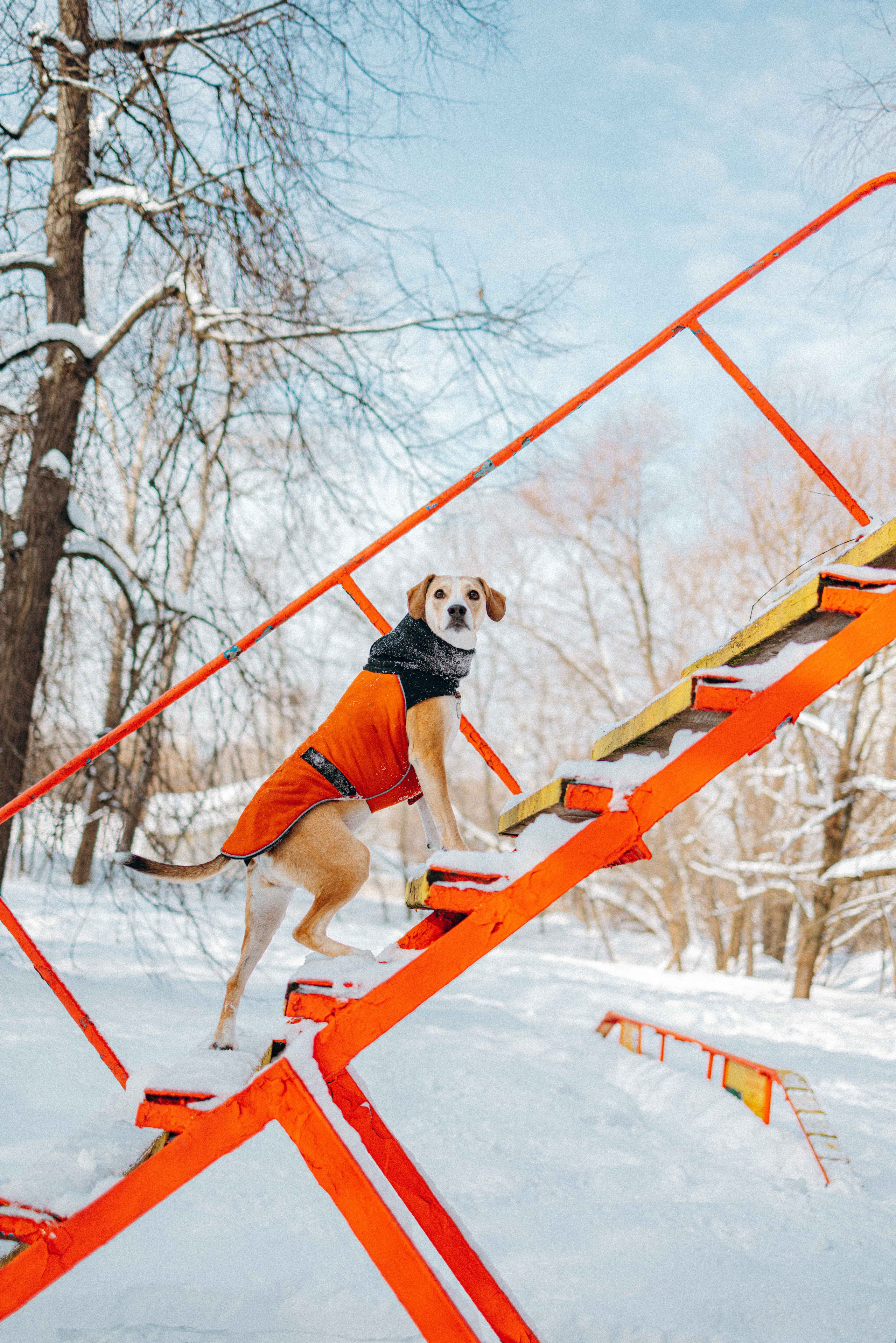 Свобода и ее семья. Фотограф-анималист в Москве Лера Черноног
