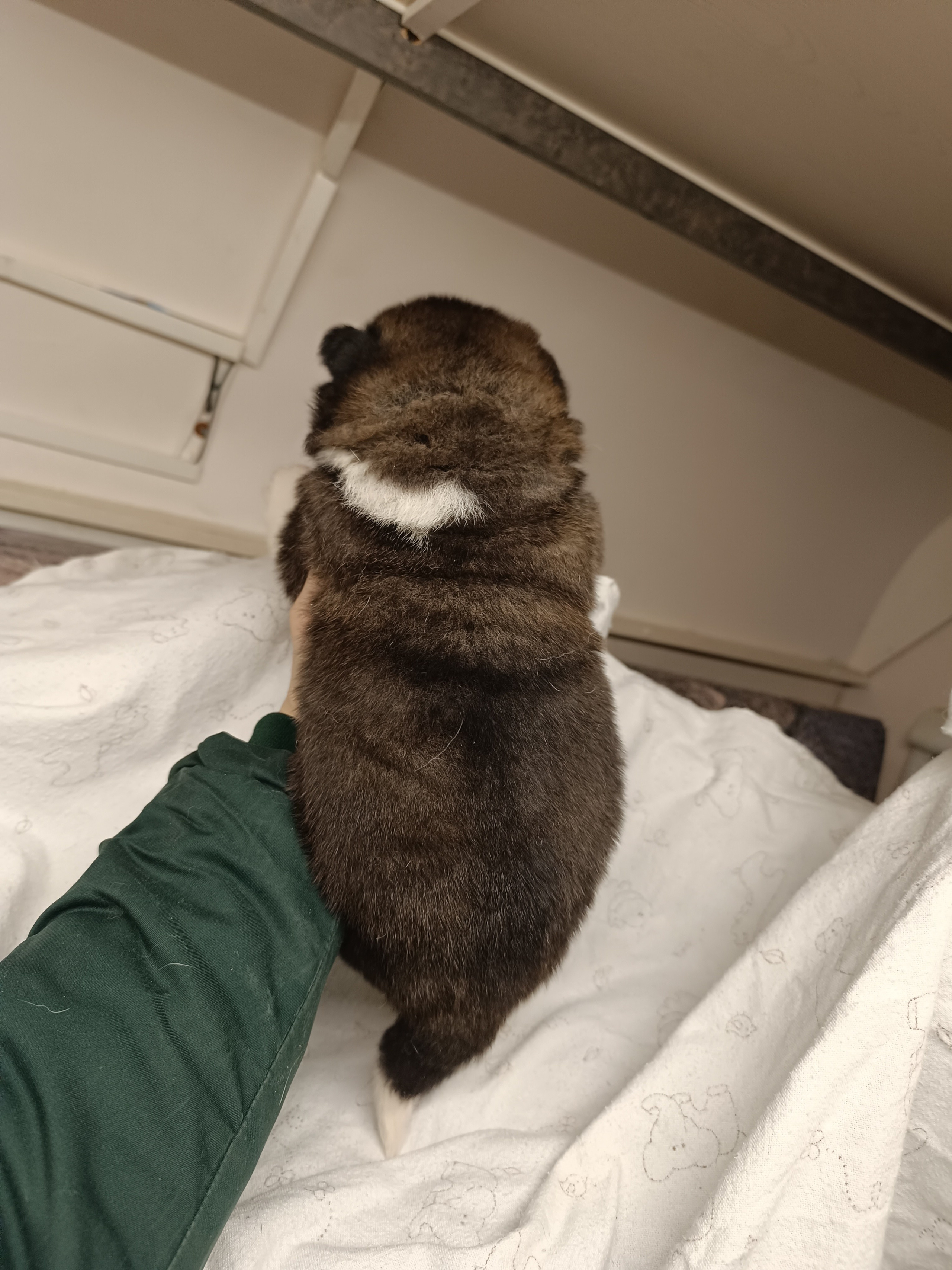 Американская акита  щенки питомник Санкт-Петербург клубные щенки Американская акита питомник RUBYLIGHT Рубилайт купить щенка американской акиты