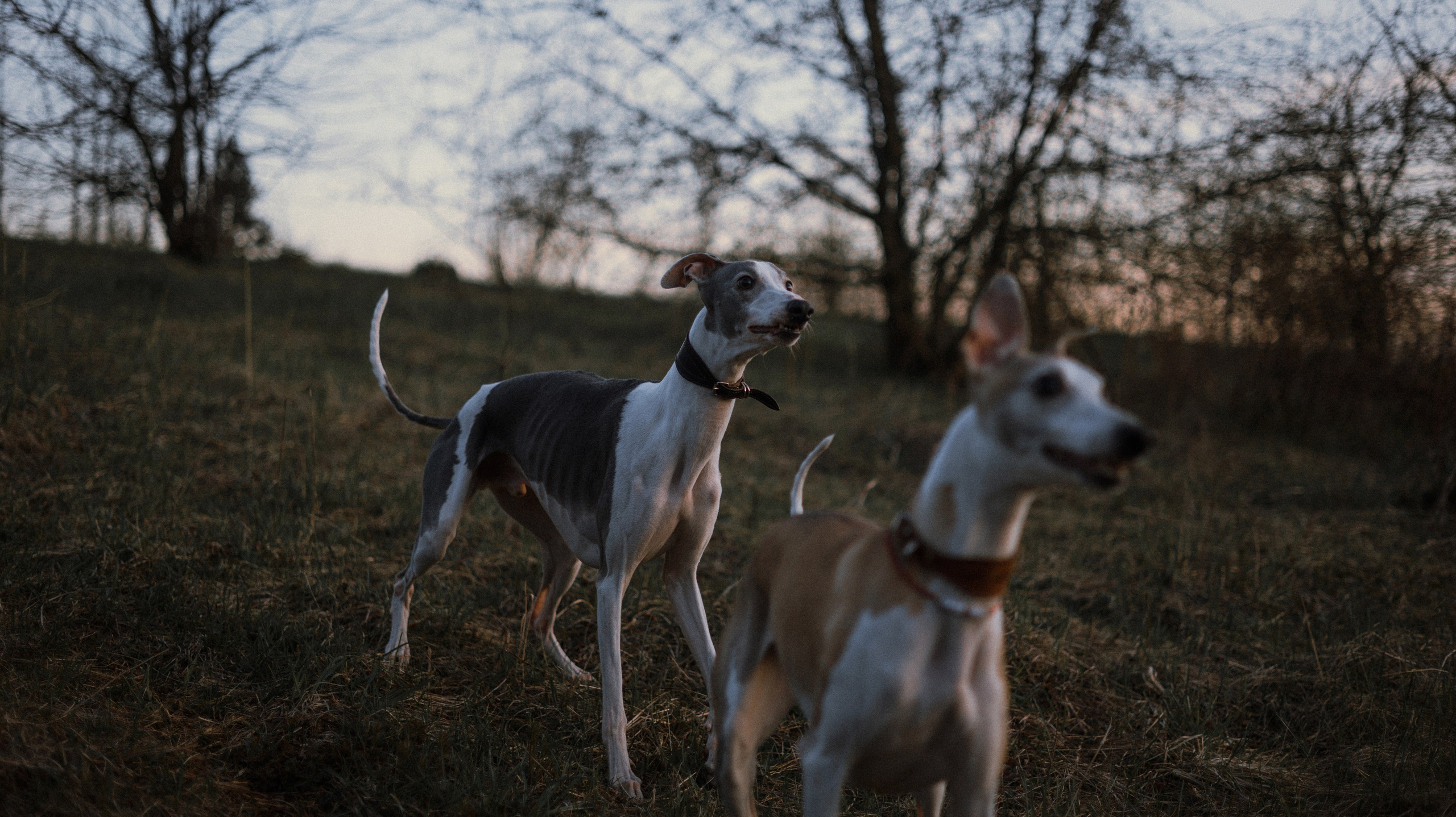 Вика, Джем и Белла. Фотограф-анималист Богданова Полина
