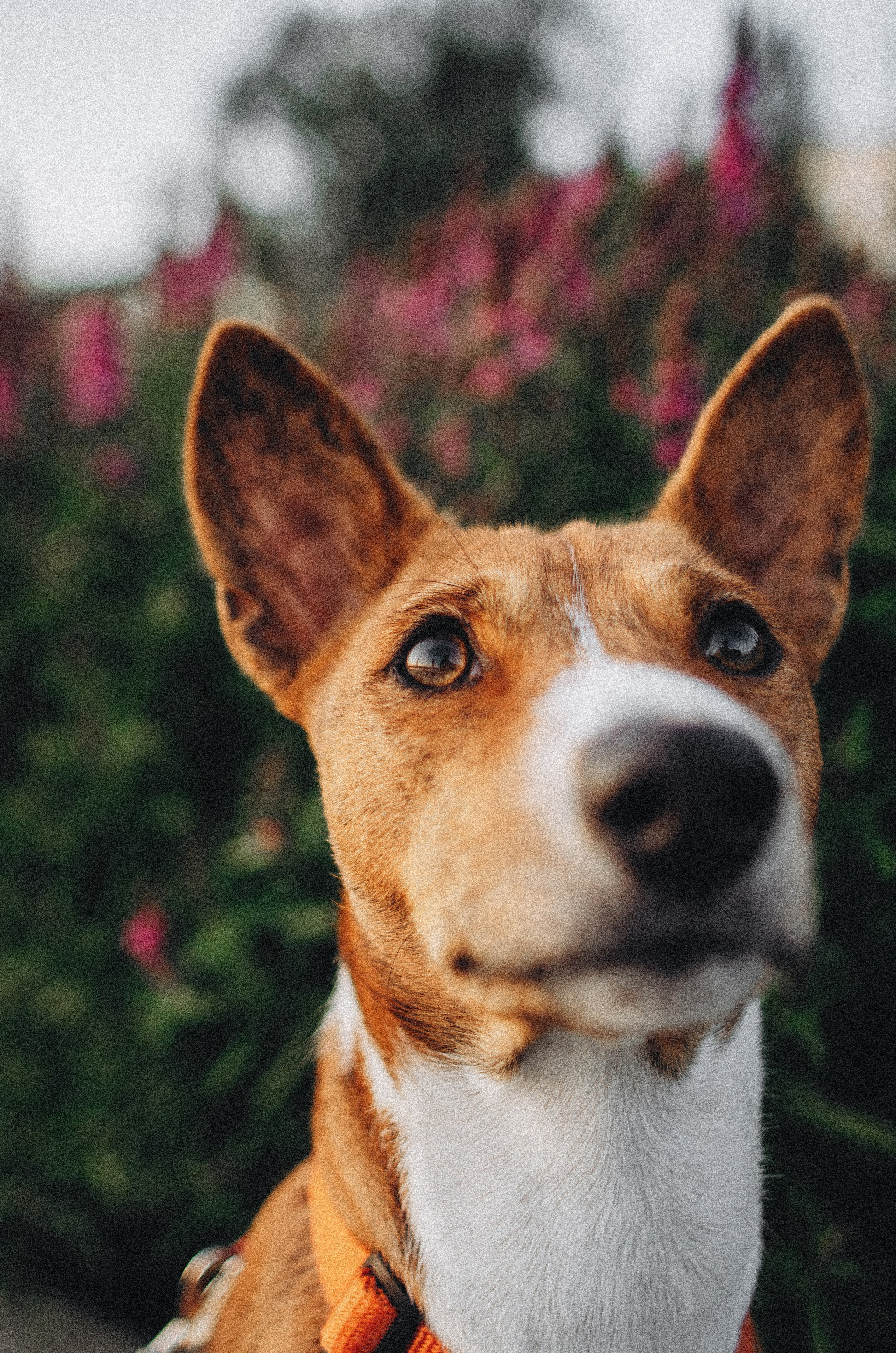 Снежана и Мэнни. Фотограф-анималист Богданова Полина