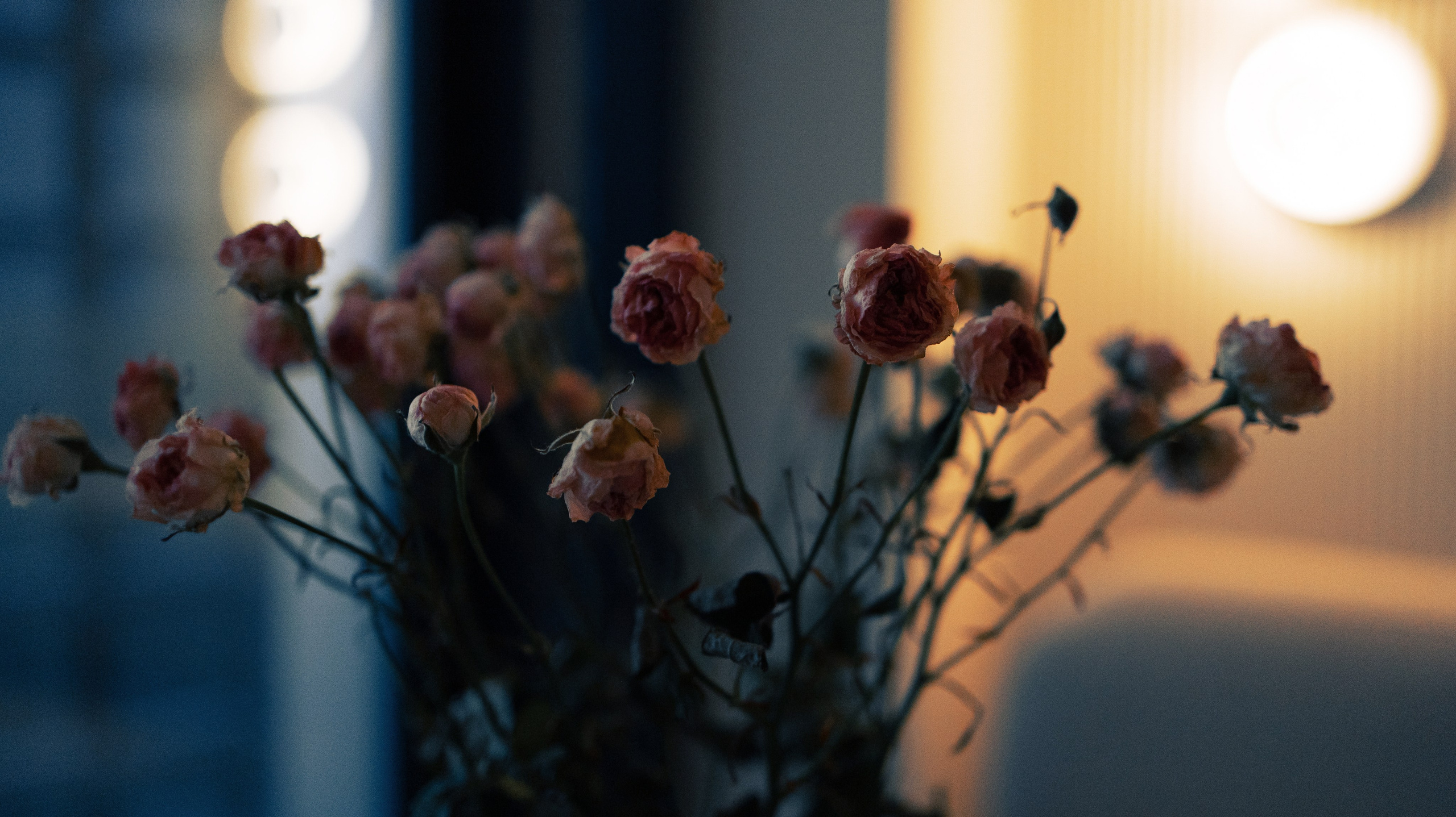 Люба, Никита и Бахати. Фотограф-анималист Богданова Полина