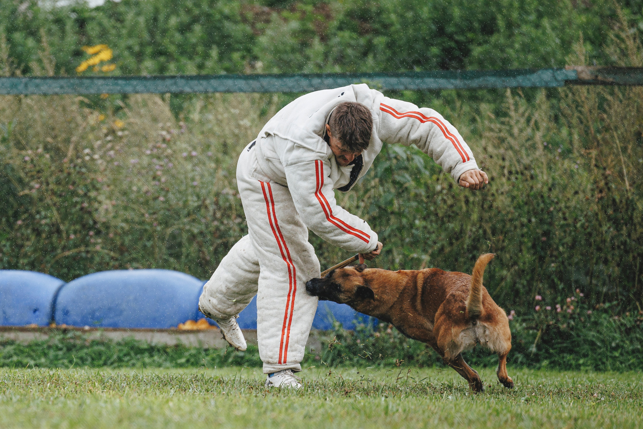 08.08.25-10.08.25 ЧР по мондьорингу г. Вологда. Фотограф-анималист Анна Маринич