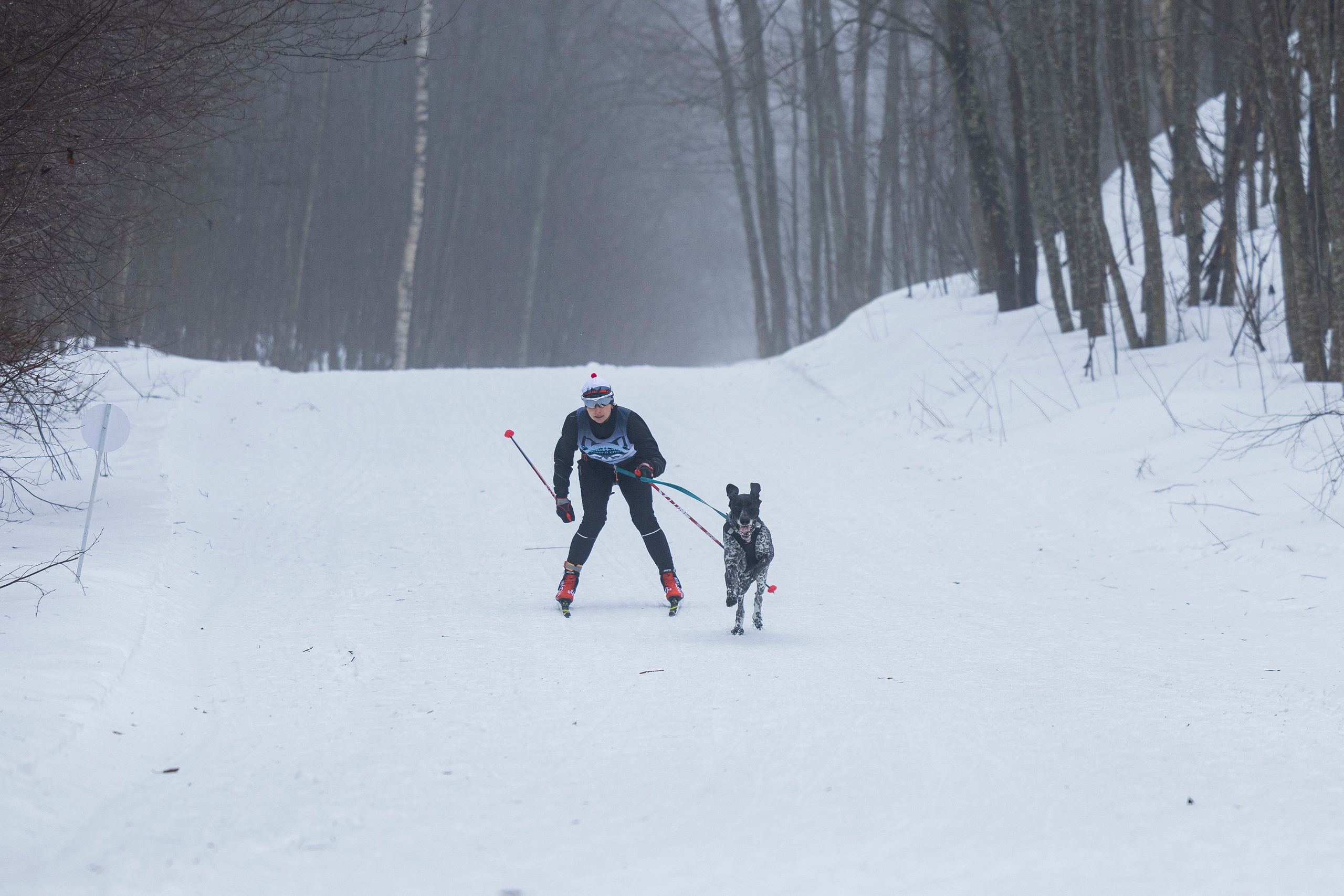 Зимний Чемпионат Санкт-Петербурга по ездовому спорту. Фотограф-анималист Анна Маринич