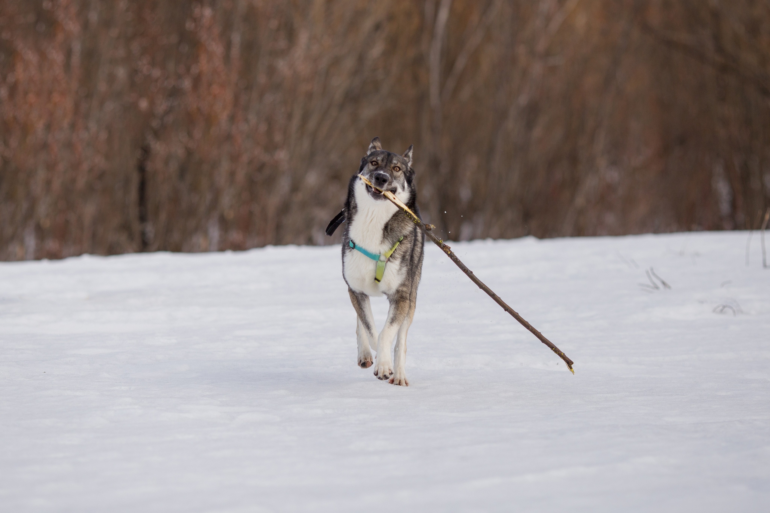 Фотосессия с собакой в Архангельске
