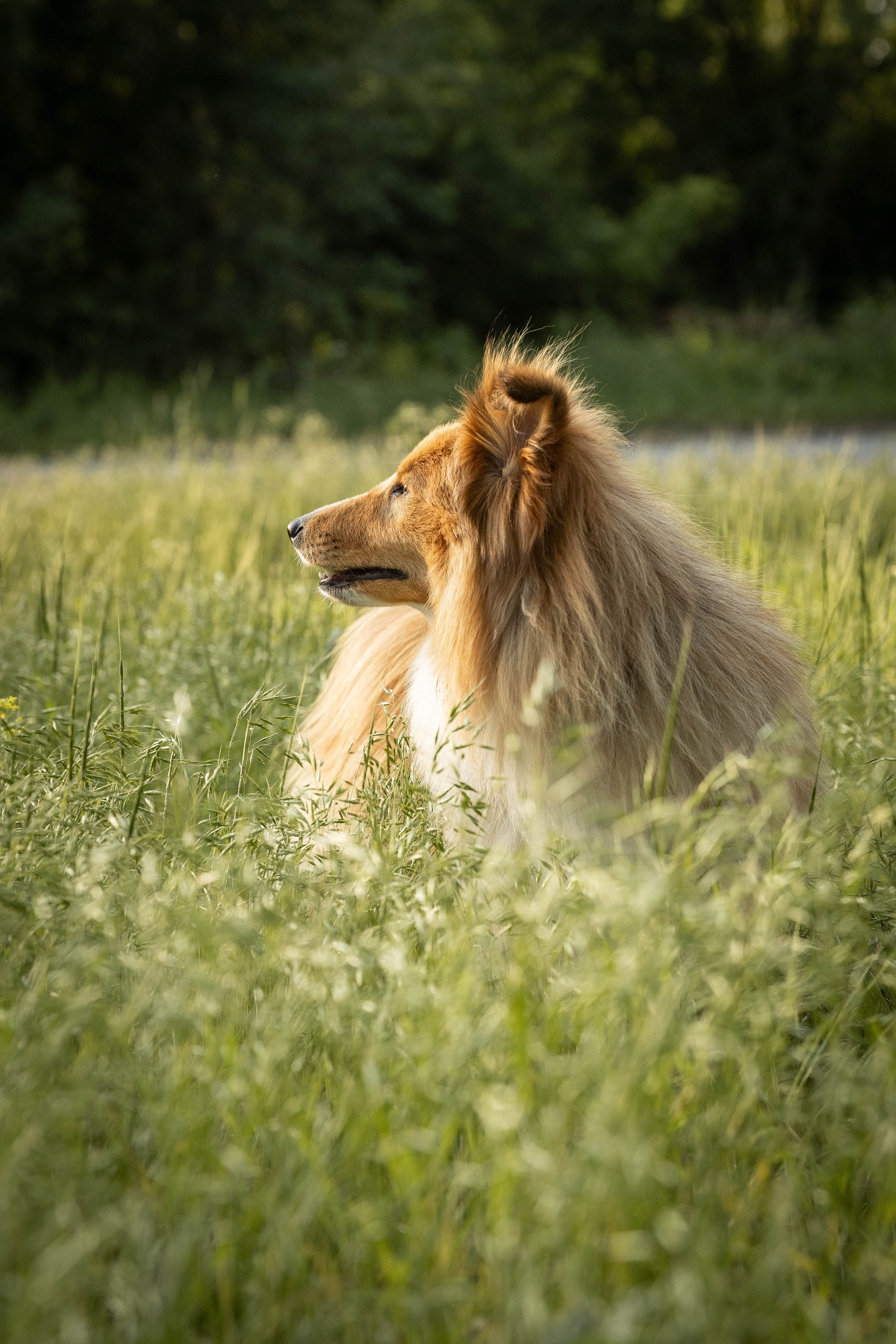 Сара и Лена. Фотограф-АниМалист Анна Абрамова