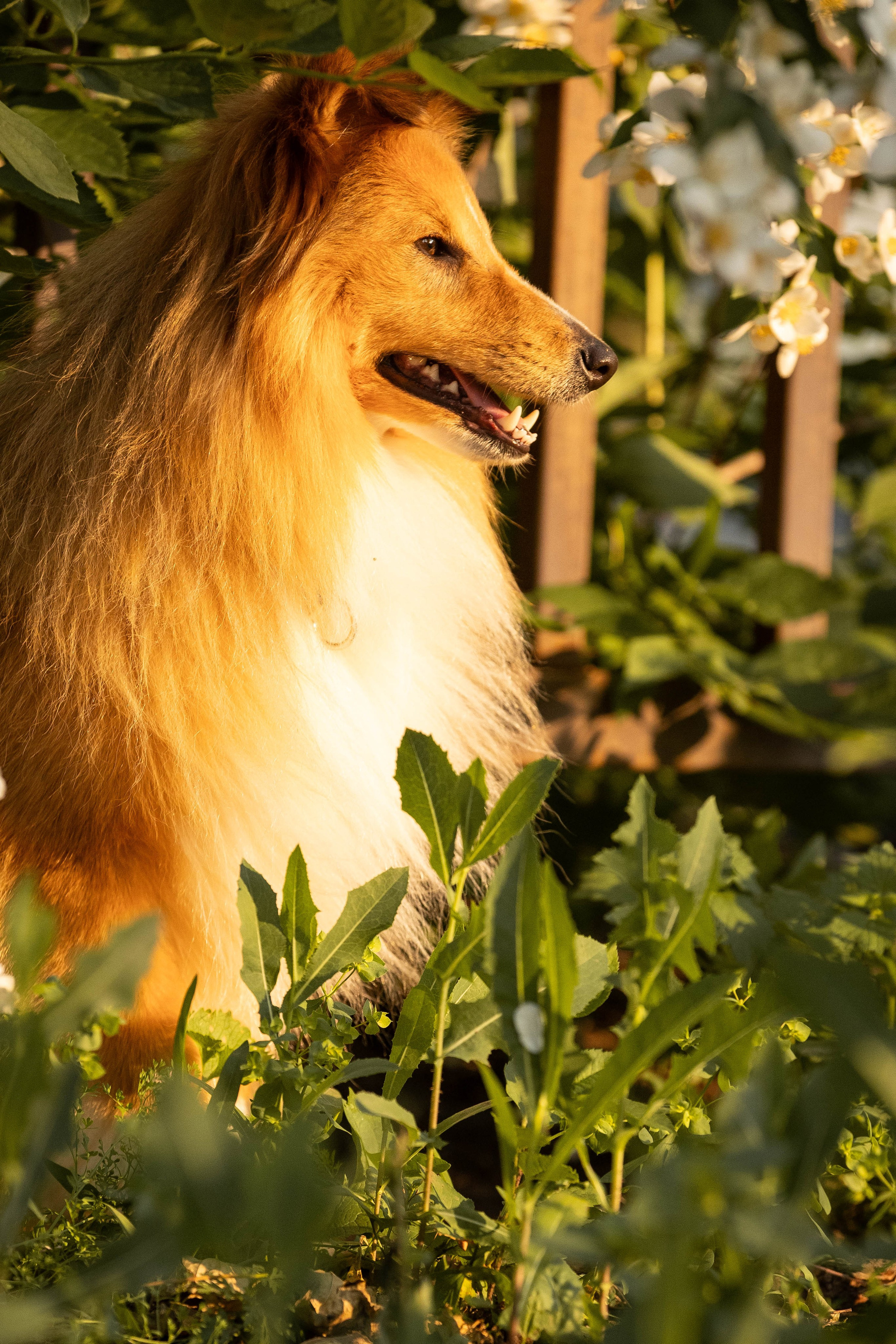 Сара и Лена. Фотограф-АниМалист Анна Абрамова