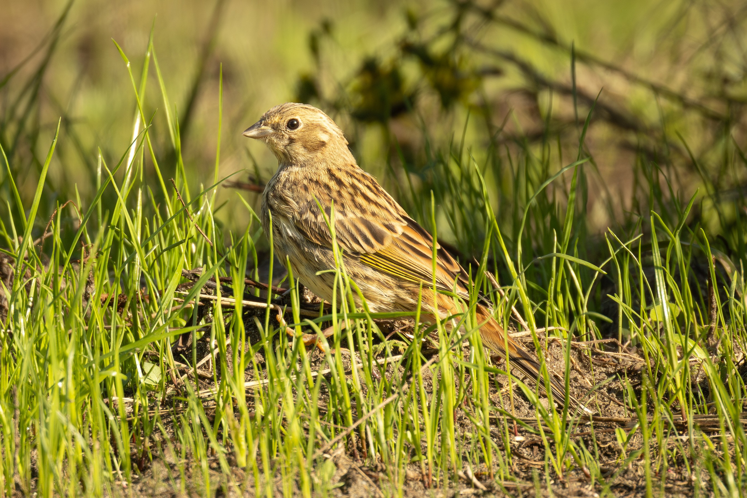 Птицы СНТ «Подлесье». Птицы парков г. Люберцы