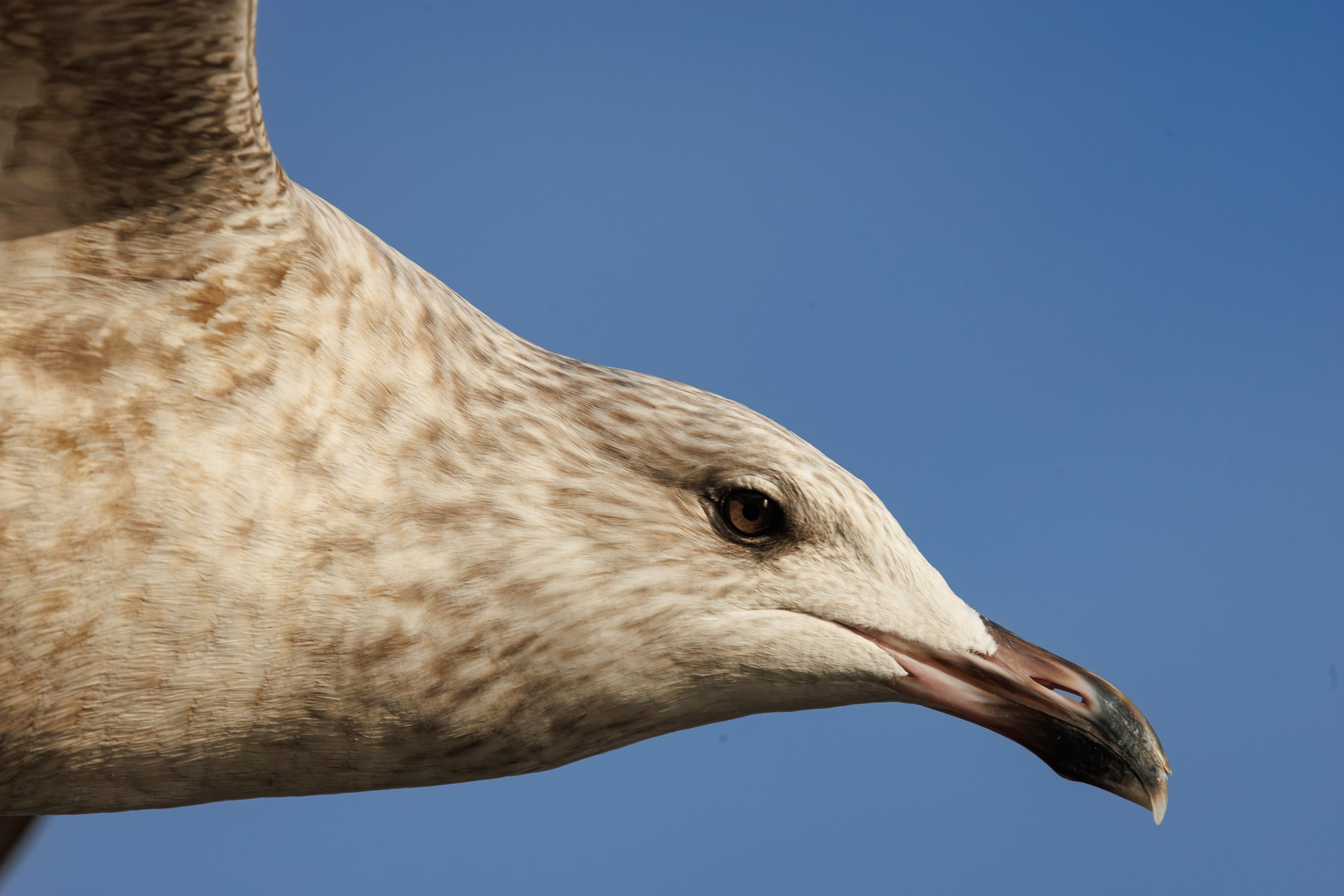 Птицы г. Мурманска. Птицы парков г. Люберцы