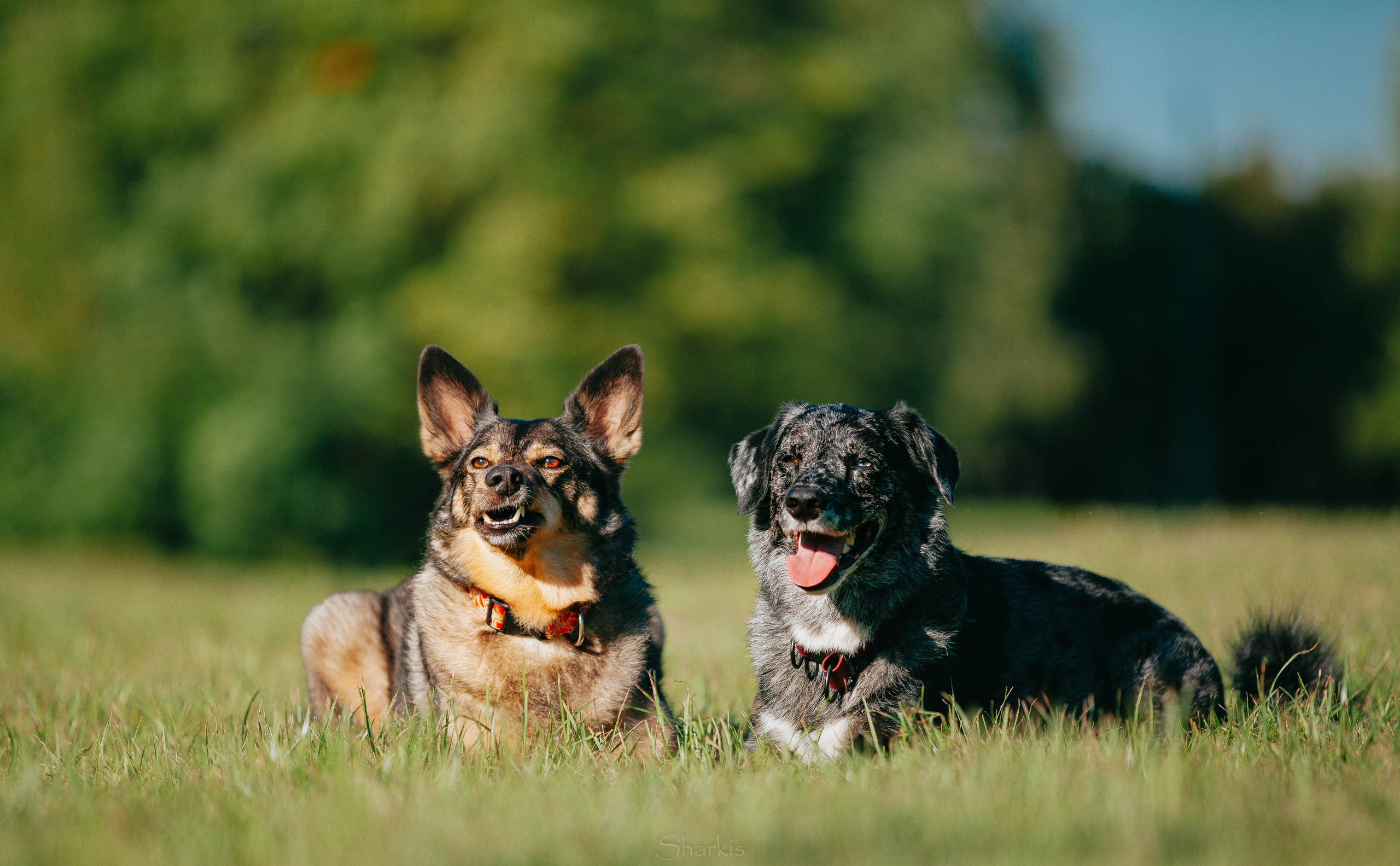 Вега и Гриша. Главная