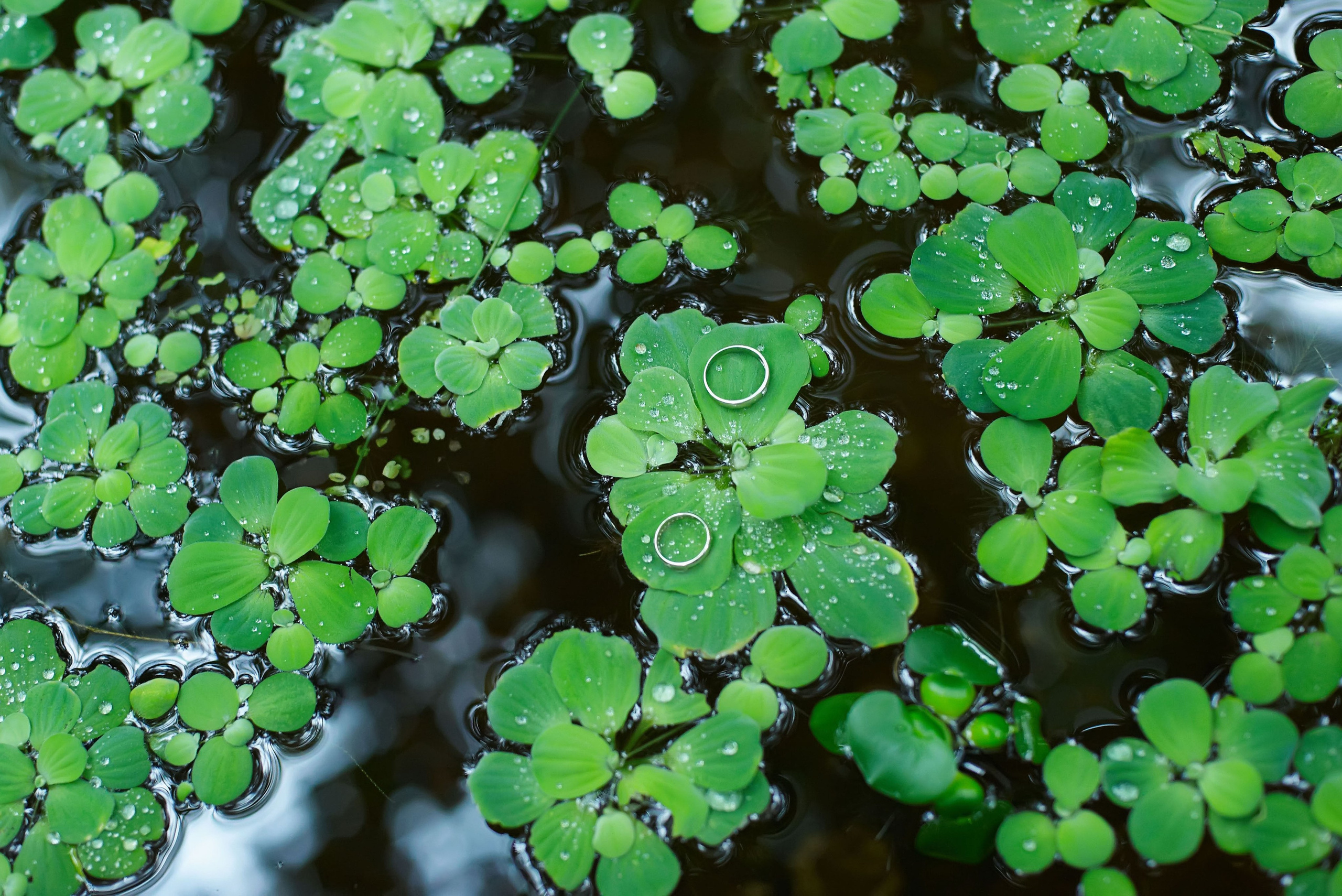 TOP-500 Самые красивые и лучшие свадебные фотографии от профессионального свадебного фотографа в Санкт-Петербурге Ширяева Дениса. Портретный, семейный и свадебный фотограф в Санкт-Петербурге и в Пушкине Ширяев Денис