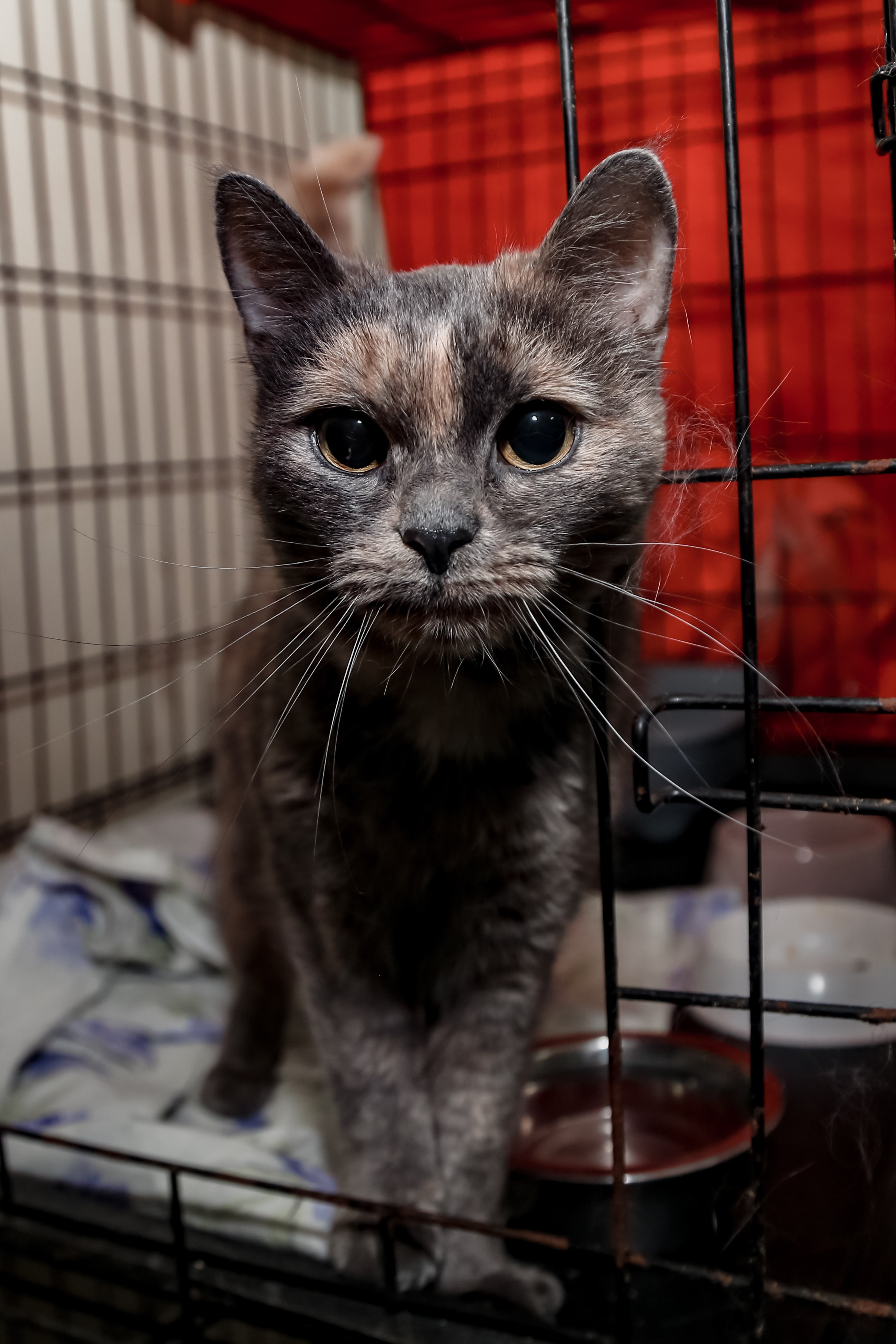 Приют Кошкин Дом Филимоша. Ваш фотограф в Оренбурге Рощупкина Екатерина