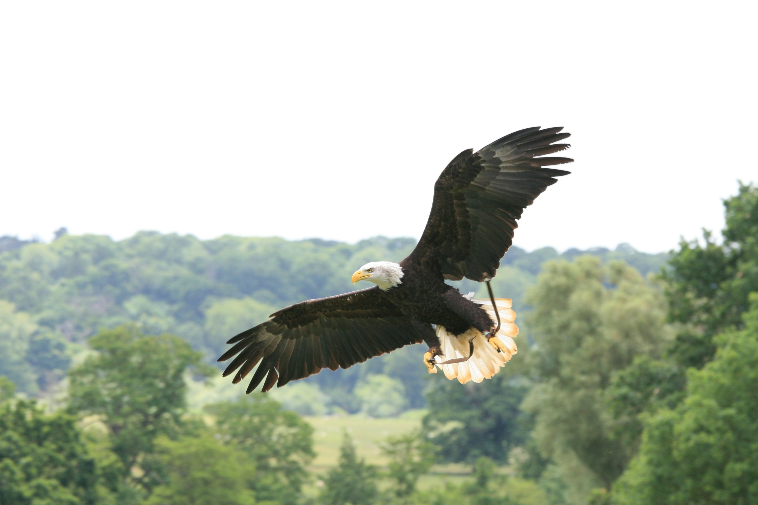 Фотографии диких и домашних животных. Фотограф в Москве и Подмосковье, Николай Сорокин