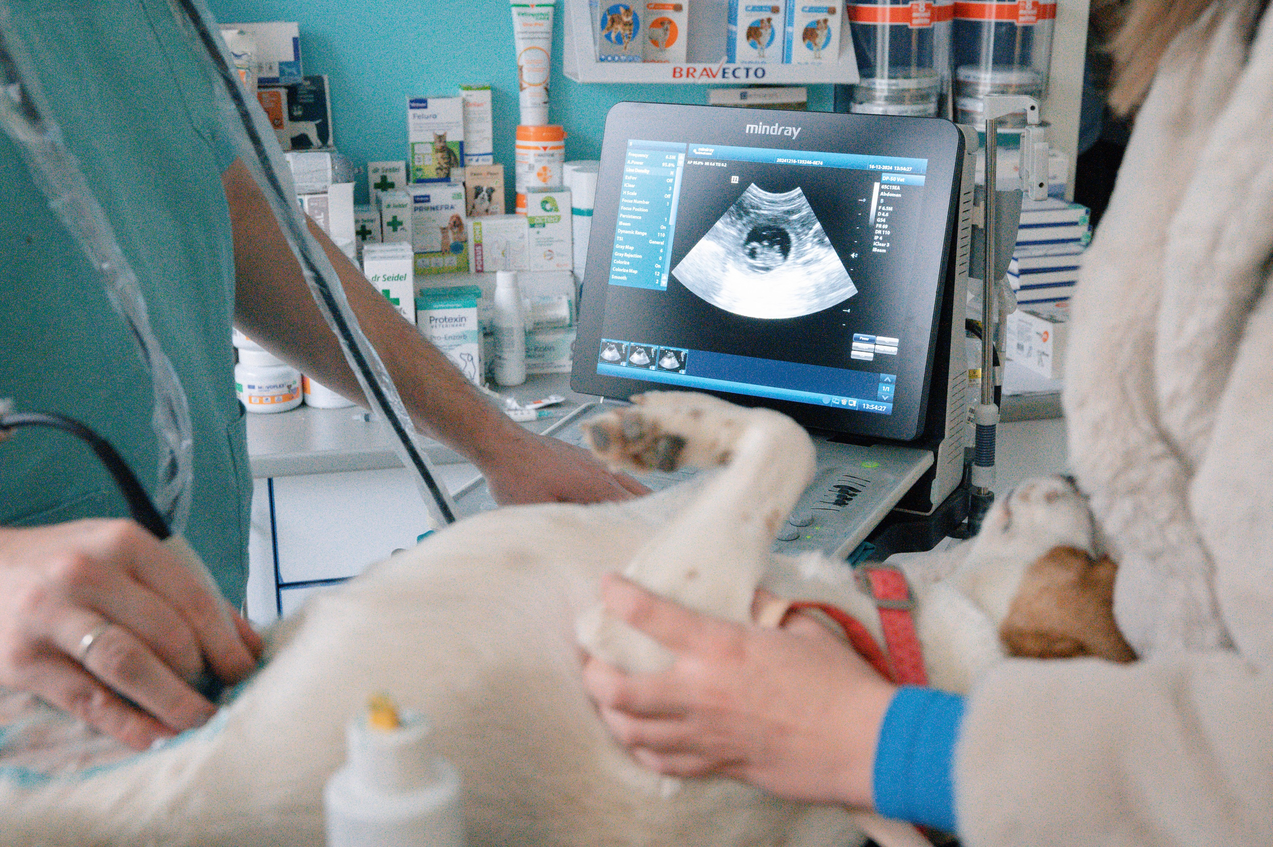 Veterinary clinic «LoyalVet». Art-photographer Ira Wind