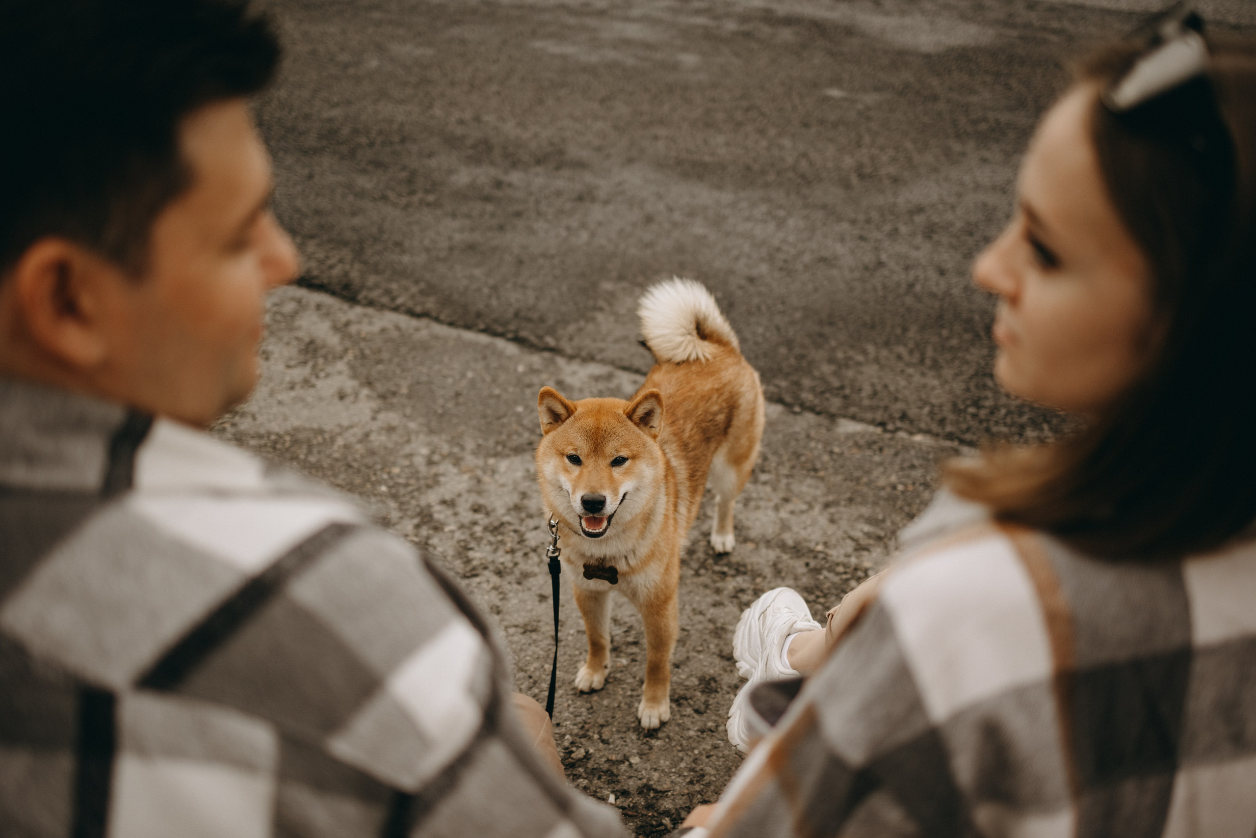 Сириус и его семья. Фотограф — Анималист | Санкт-Петербург