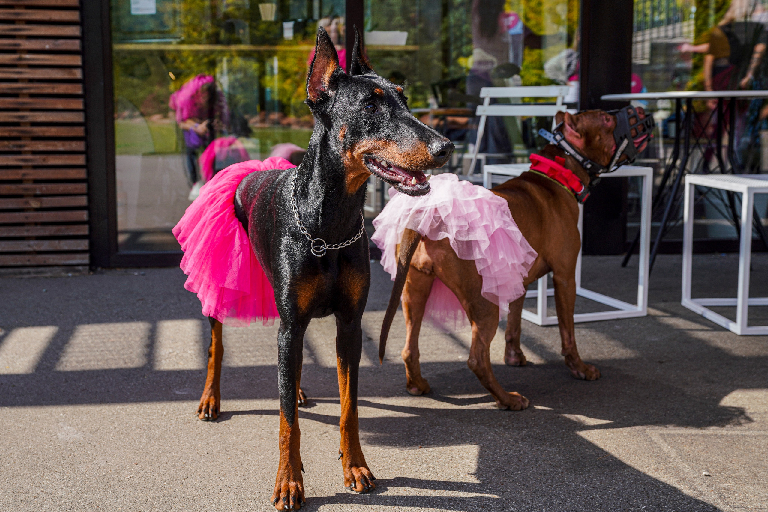 ДР собаки по имени Моррис :). Фотограф Казань