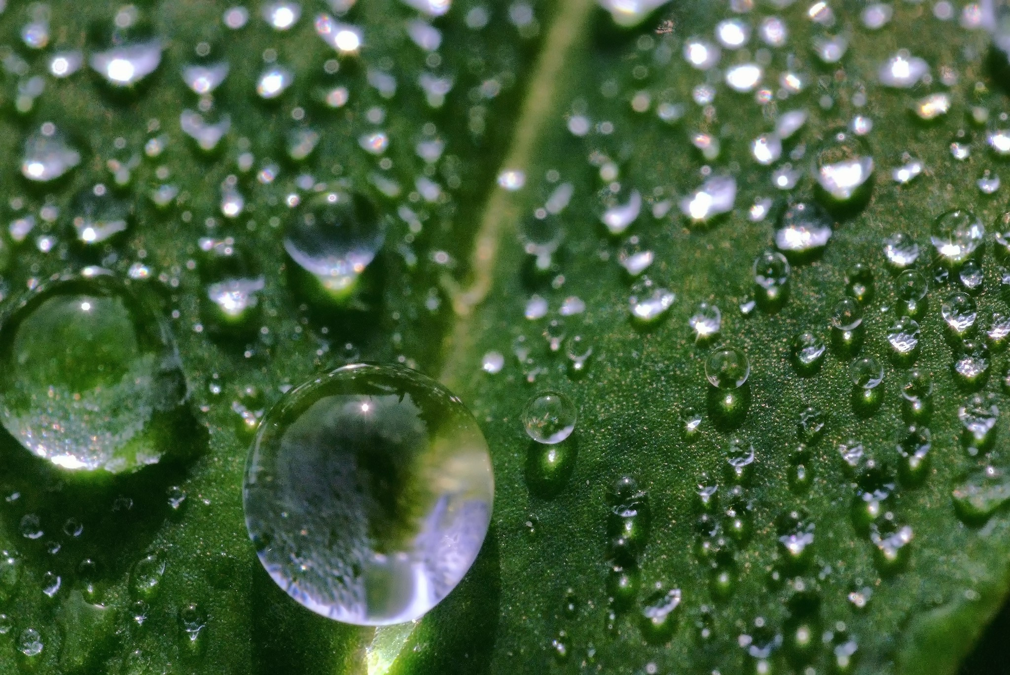 Капли воды после дождя на листе.