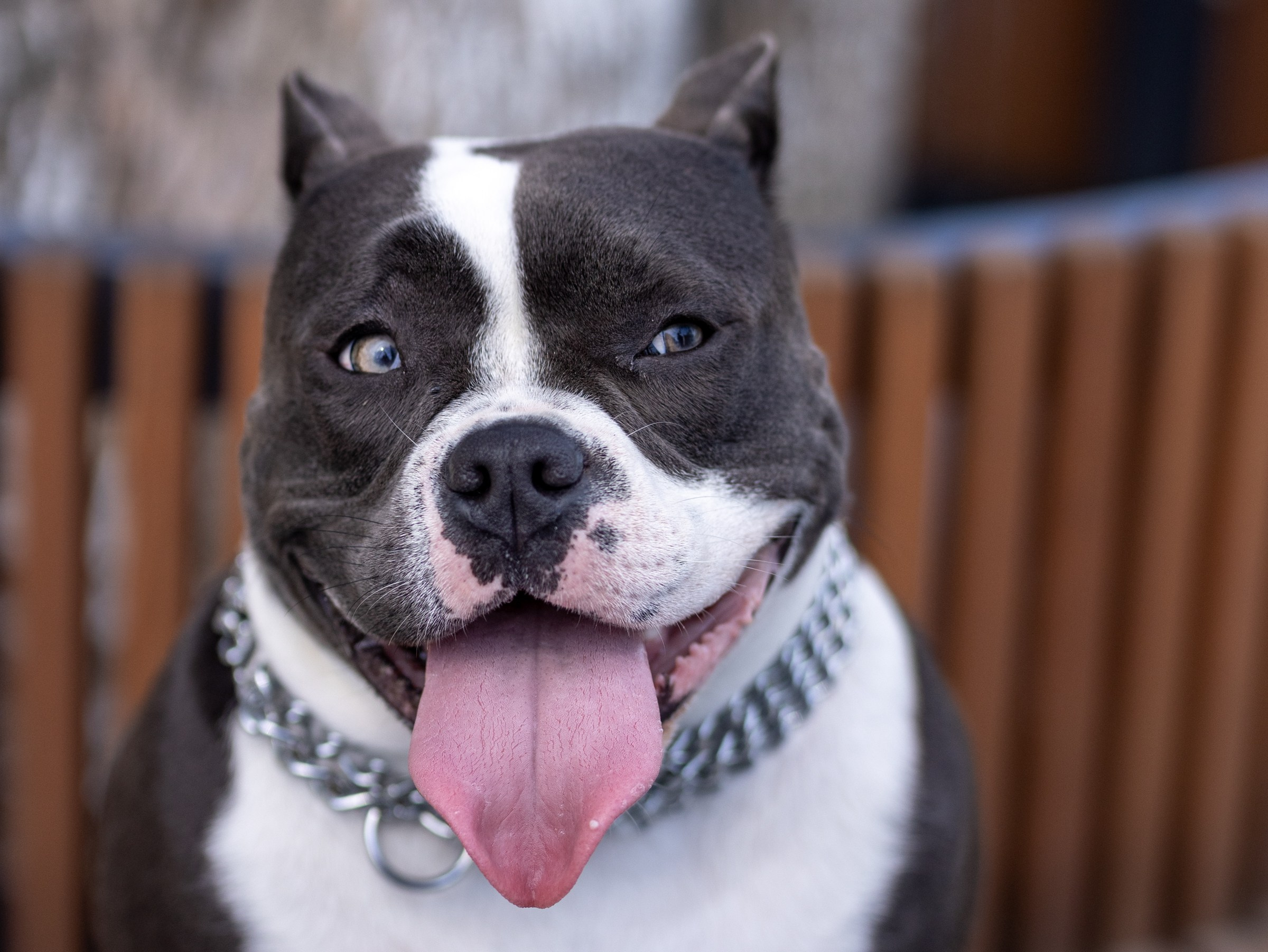 Марси и Катя. Фотограф-анималист в Москве Кириллова Татьяна