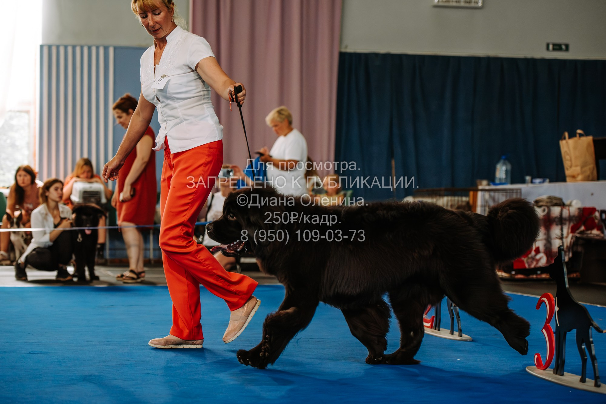 Национальная выставка собак всех пород ранга САС-IKU «Кубок Красноярск. Фотограф Диана Оленина Красноярск / Братск