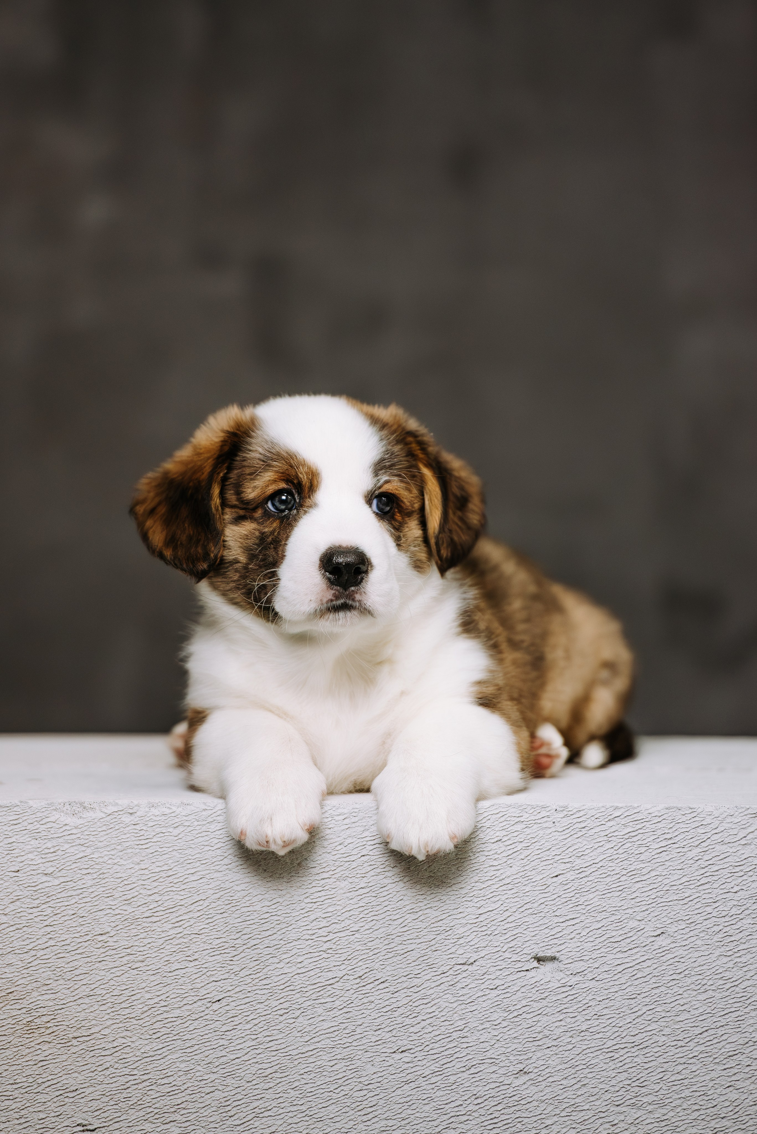 Помет Вельш Корги Кардиган. Фотограф Диана Оленина Красноярск / Братск