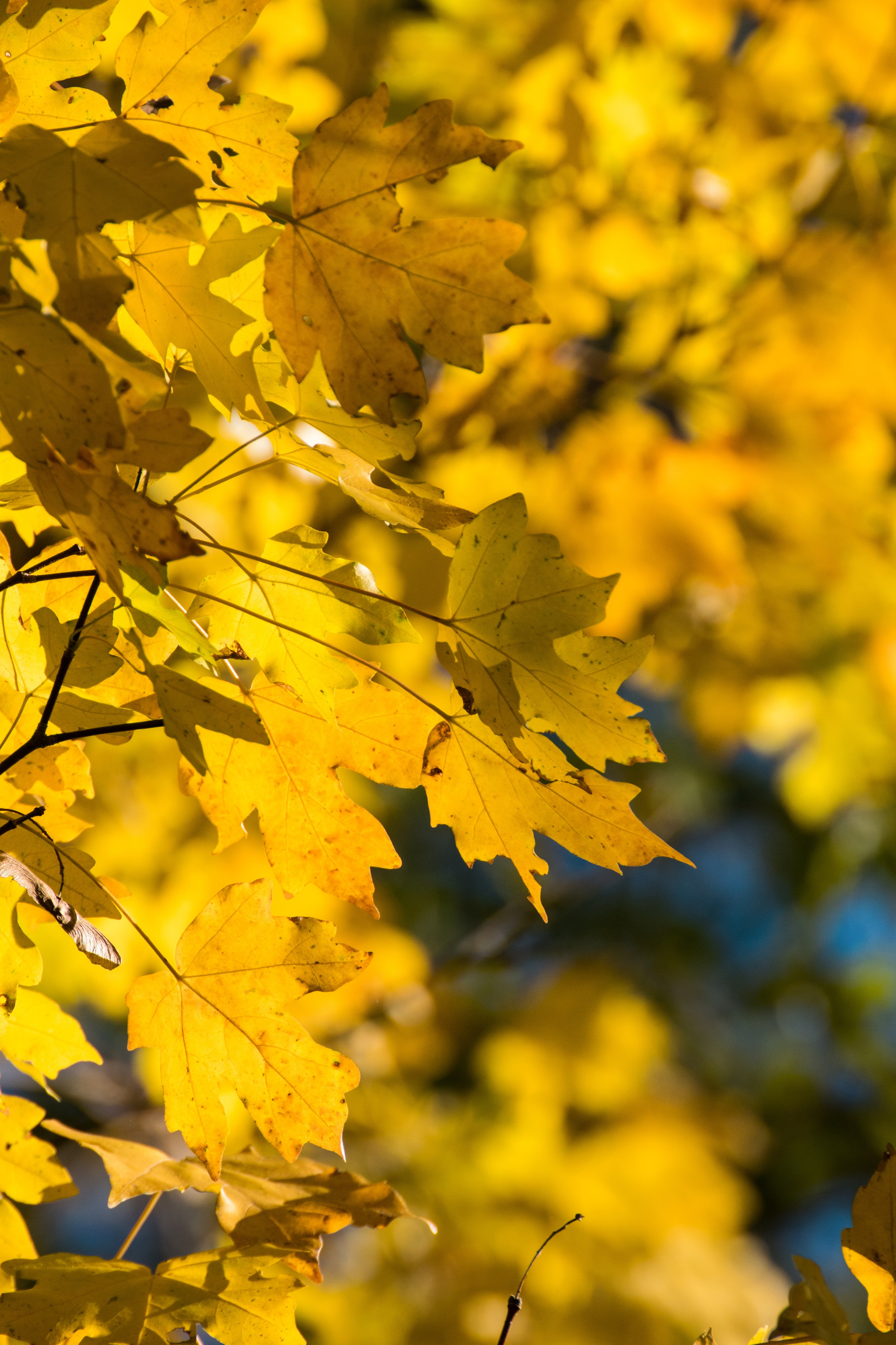 Растения. Фотограф Вадим Хмурковский