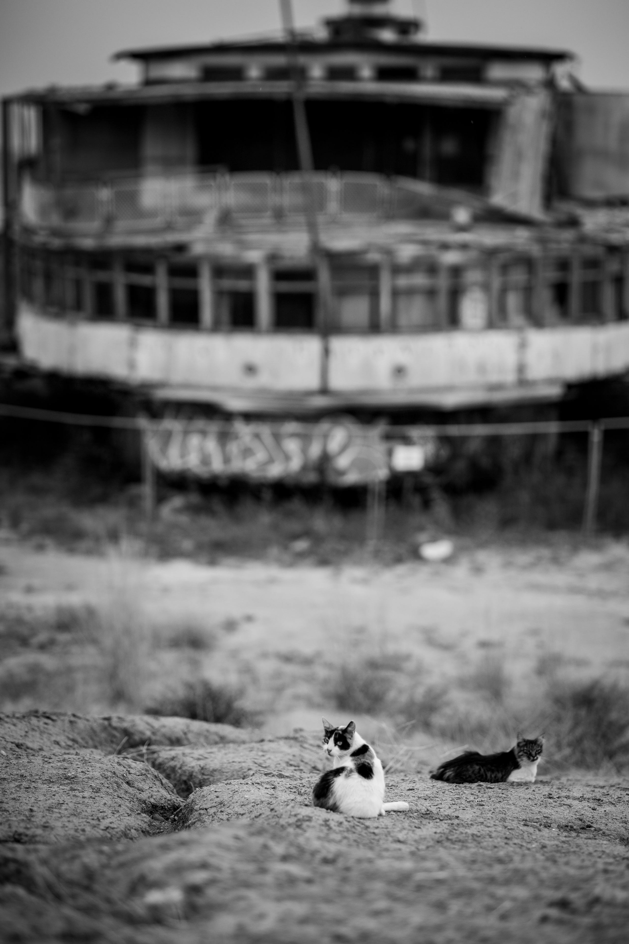 Таврида Арт 2025. Фотограф в Крыму