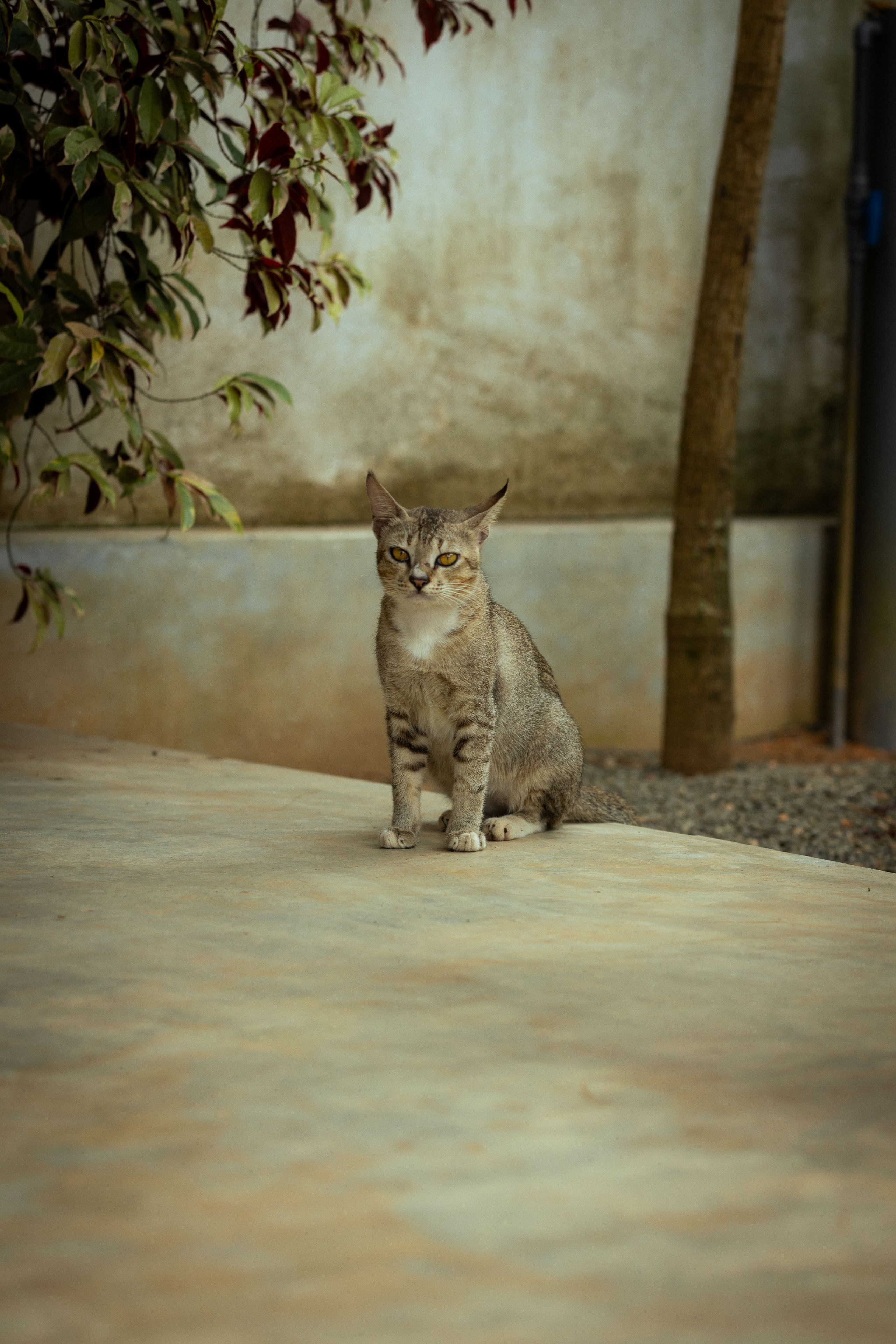 Шри-Ланка (весна 2024). Фотограф Виноградов Константин