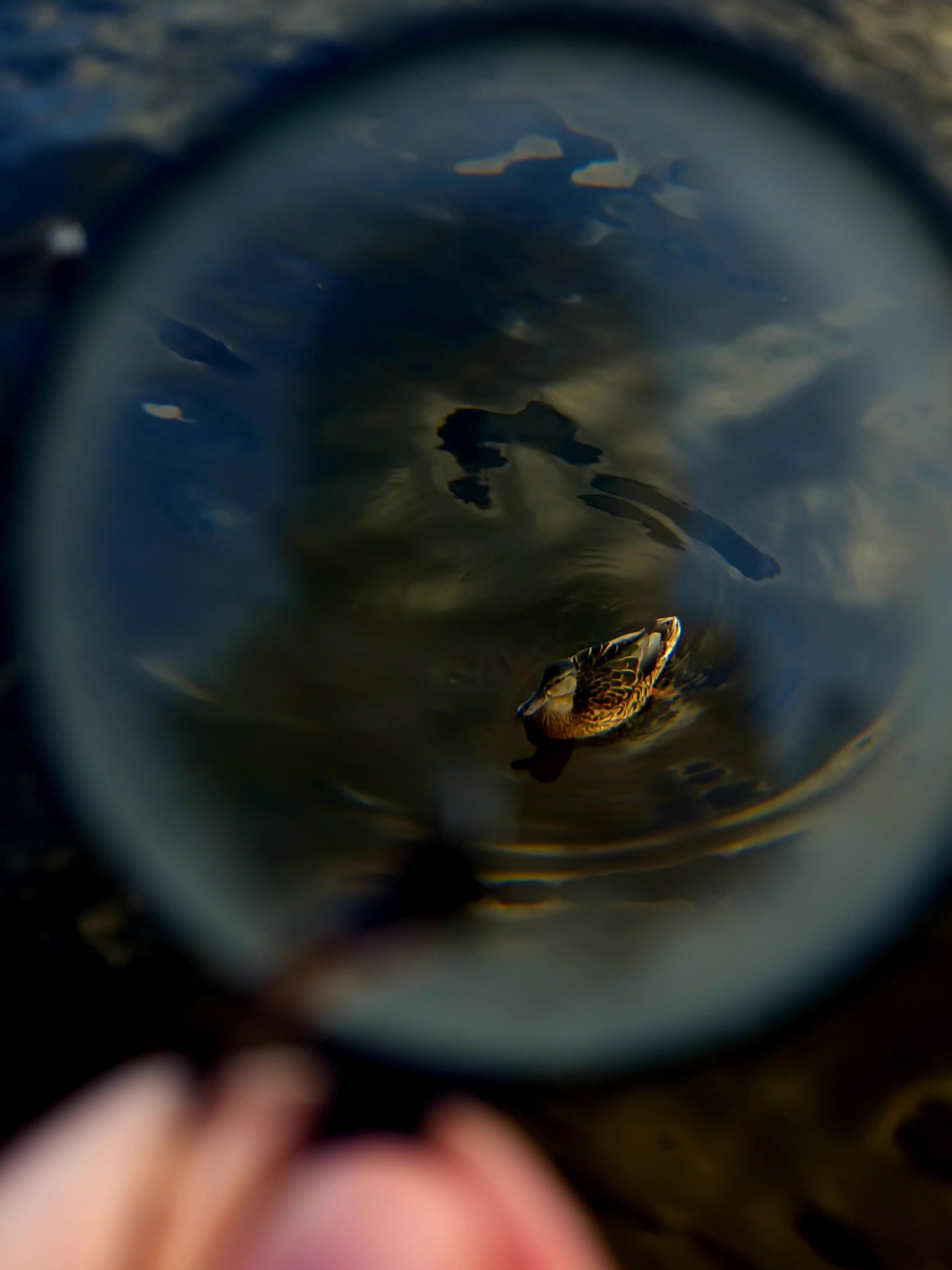 Август 2025. Den Mirov — Фотограф, Музыкант