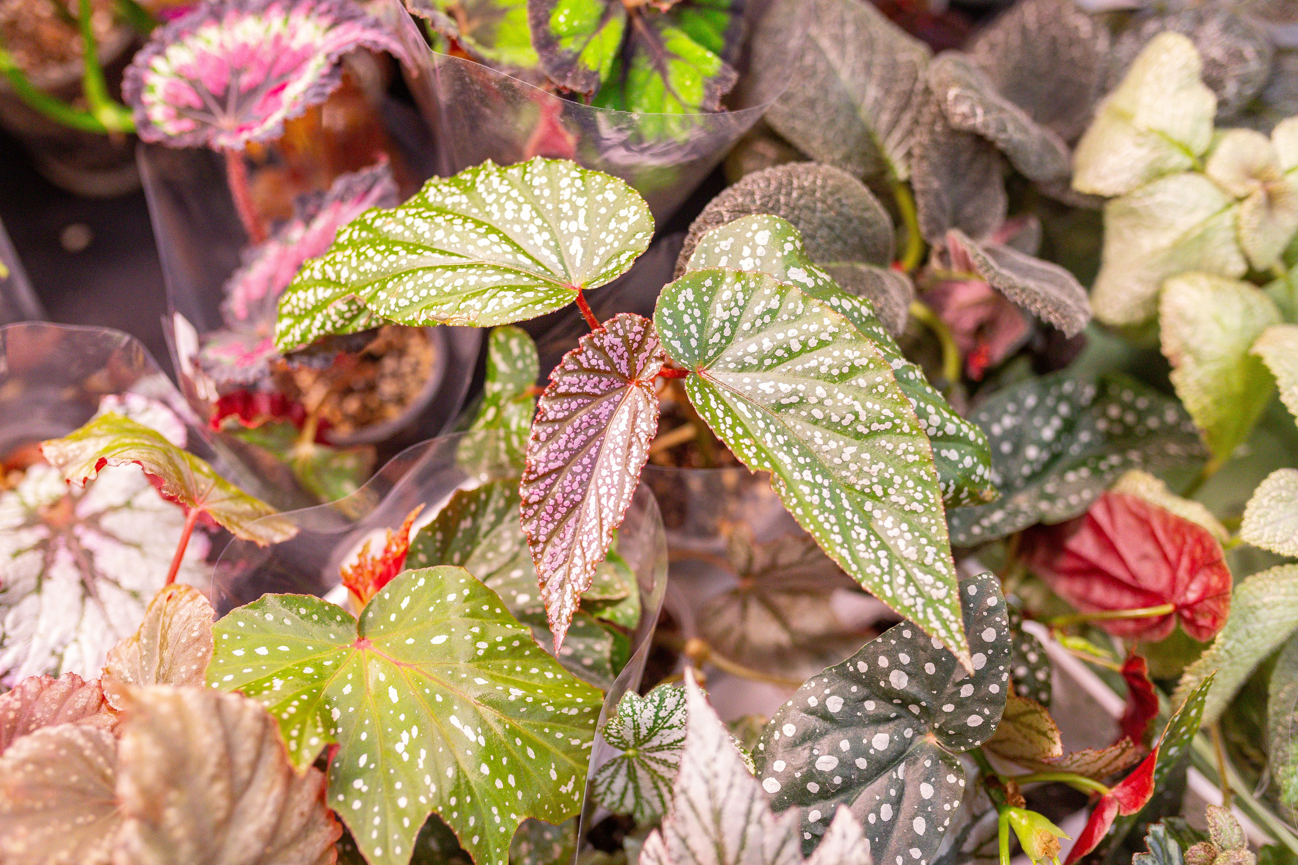 Монстериум 11–12 октября. Александра Куликова фотограф, Москва