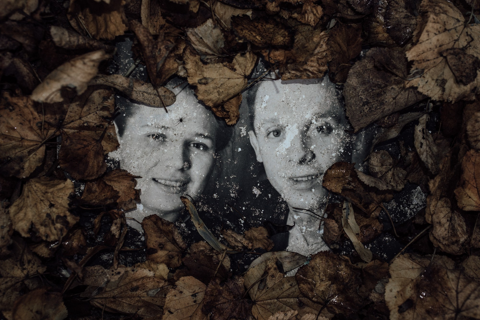 Understory. Tatiana Sikorskaya