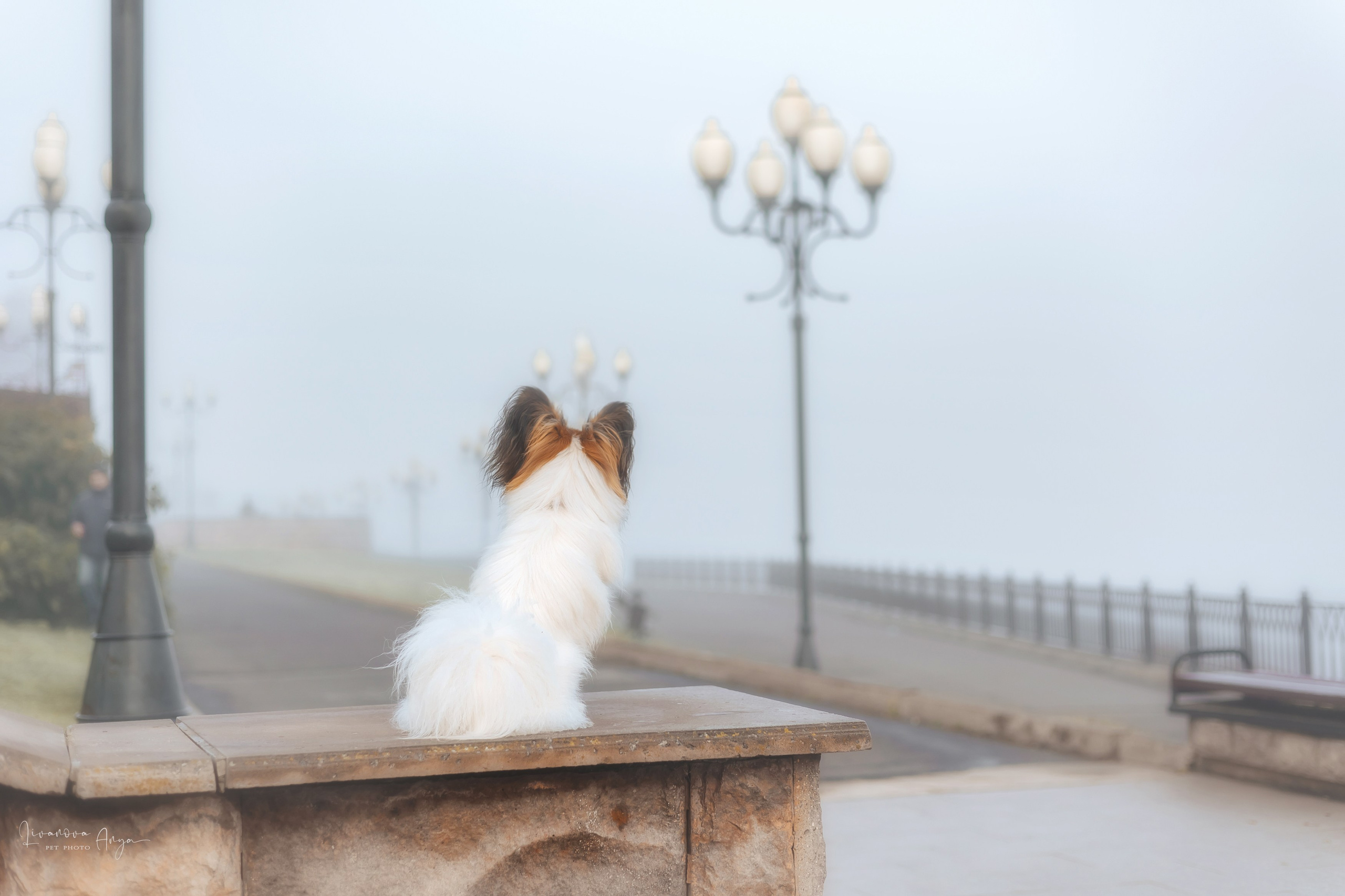Хьюстон. Фотограф анималист Аня Ливанова | Рыбинск