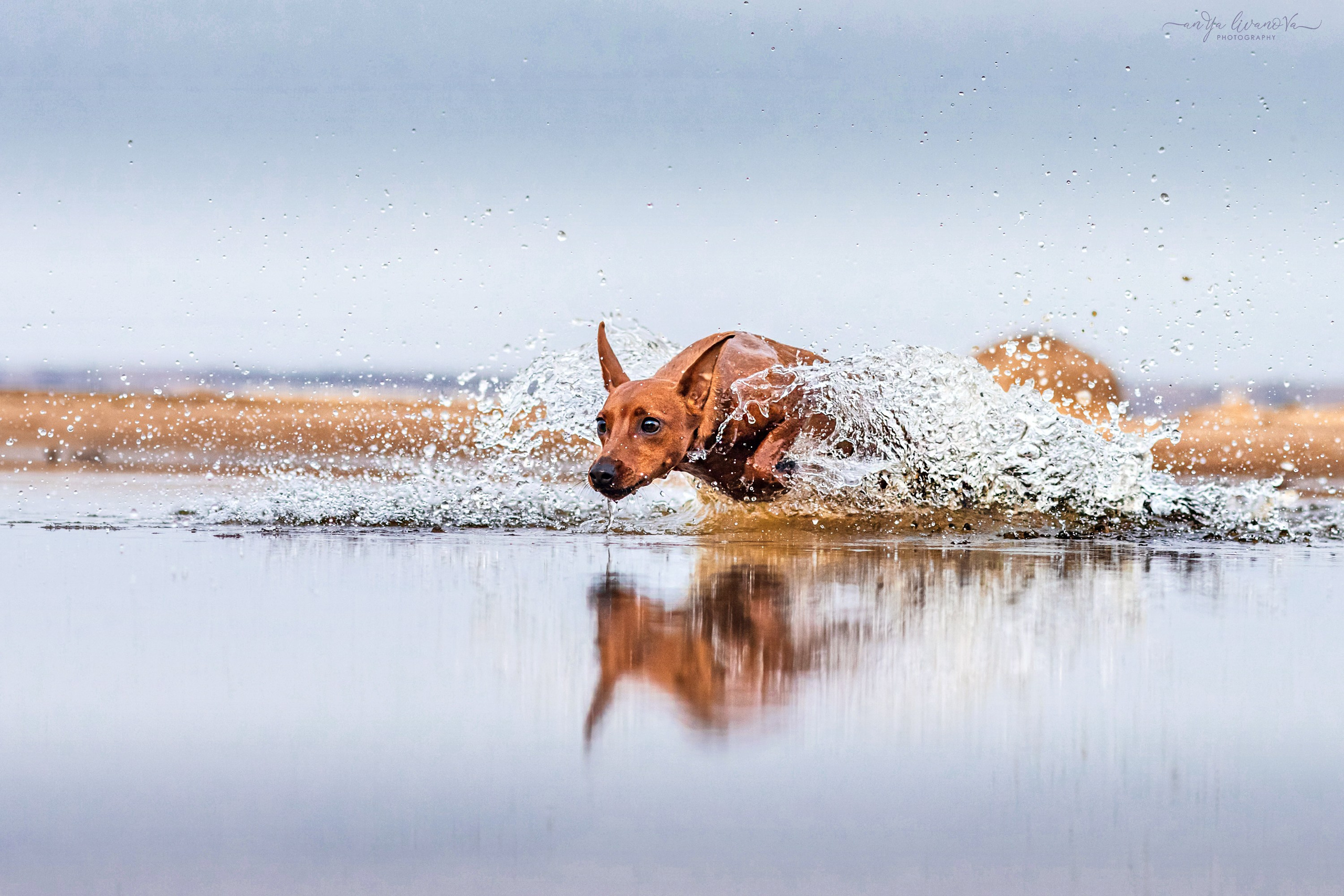 Киви на берегу. Фотограф анималист Аня Ливанова | Рыбинск