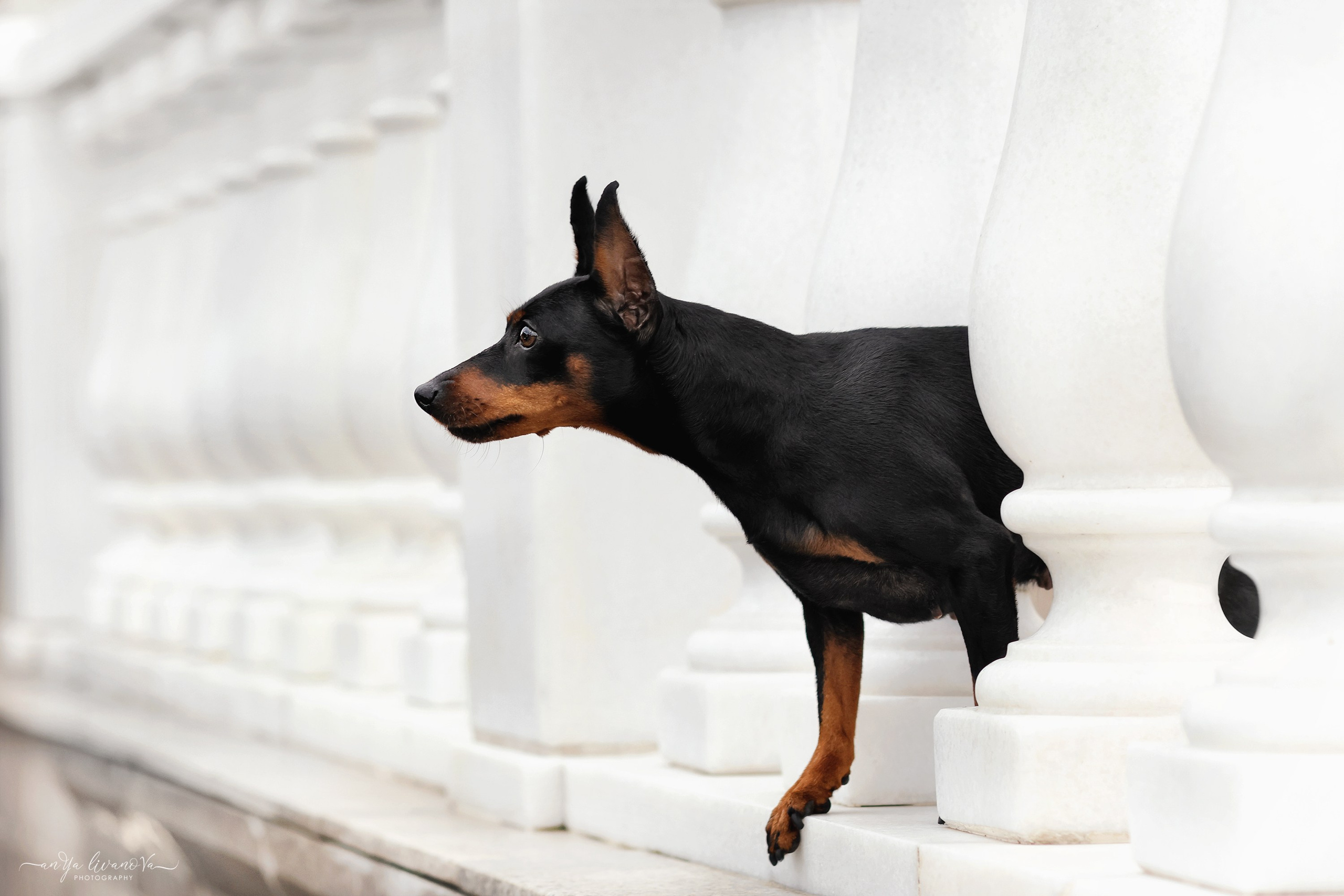 Ляля и Марфа. Фотограф анималист Аня Ливанова | Рыбинск