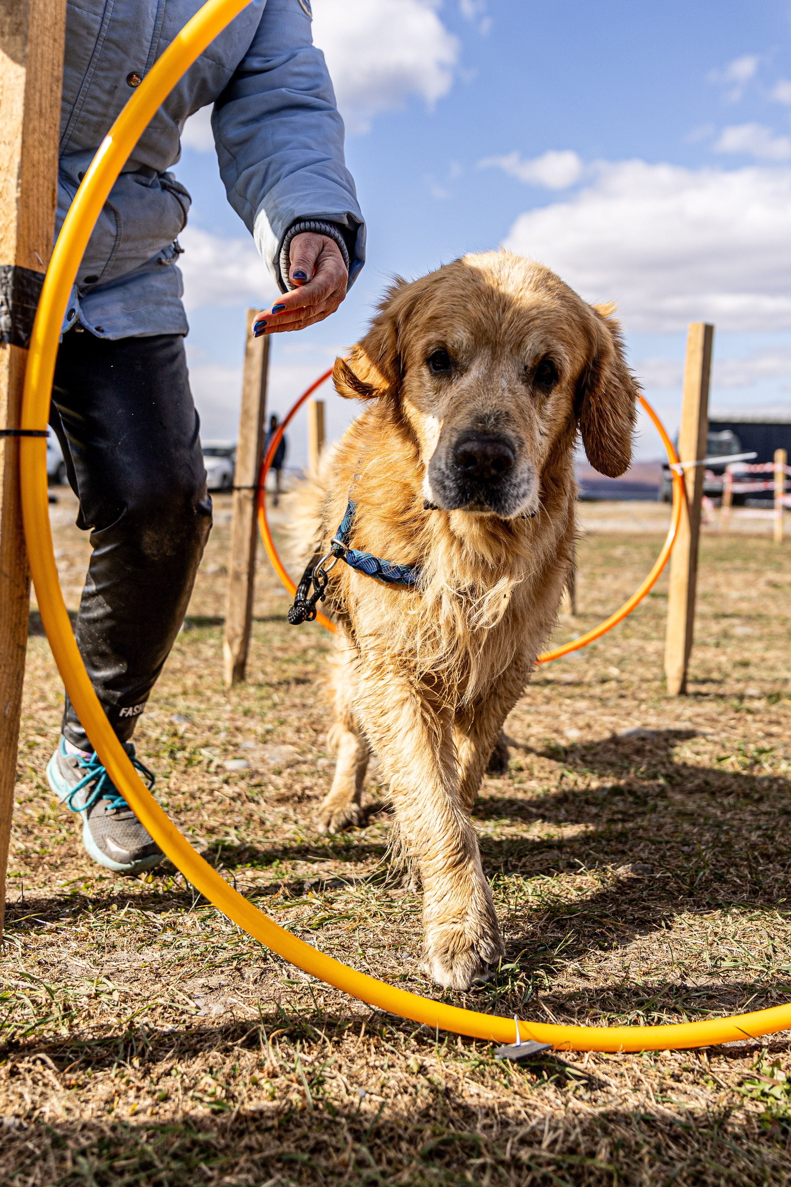 Кинологический квест г. Находка