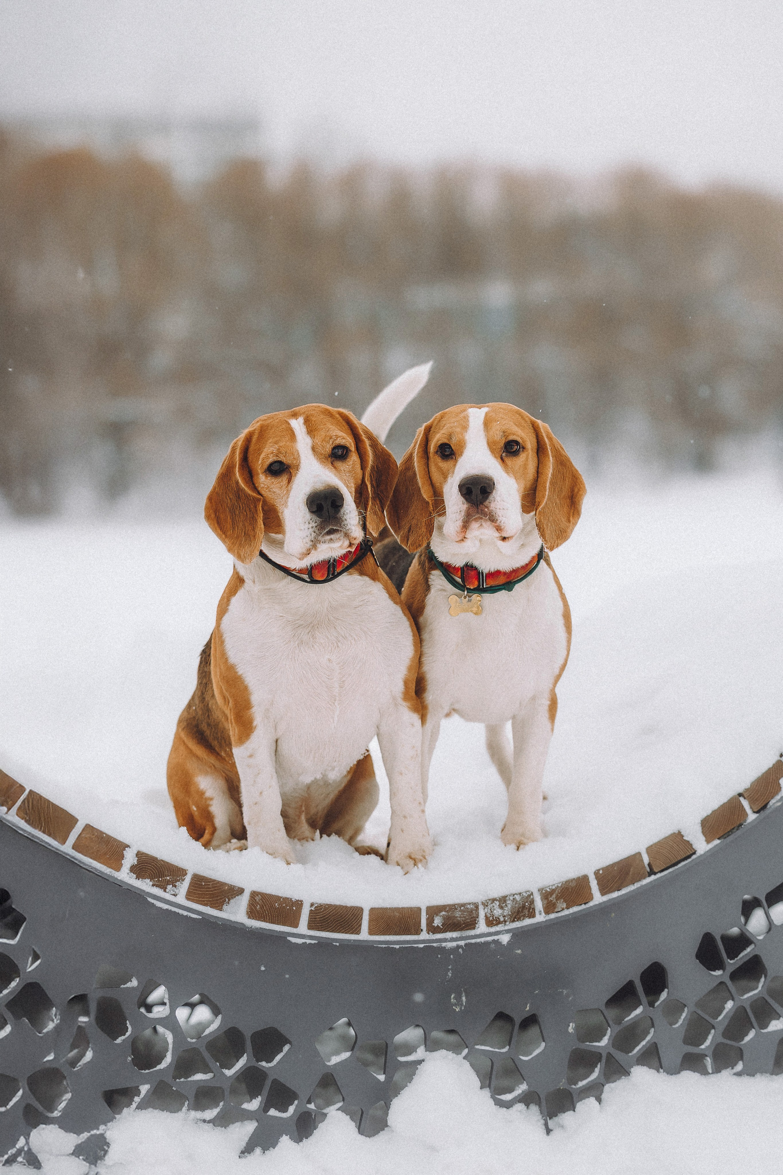 Роман, Портер и Коррес