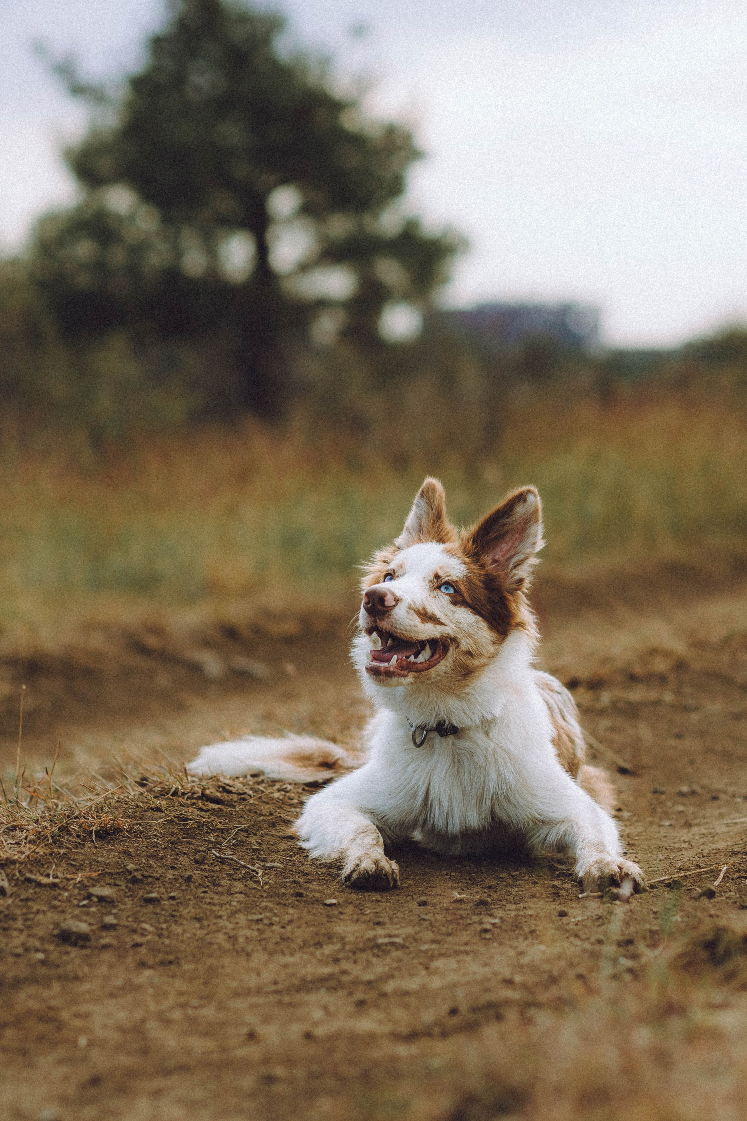 Оля, Саша и Айко