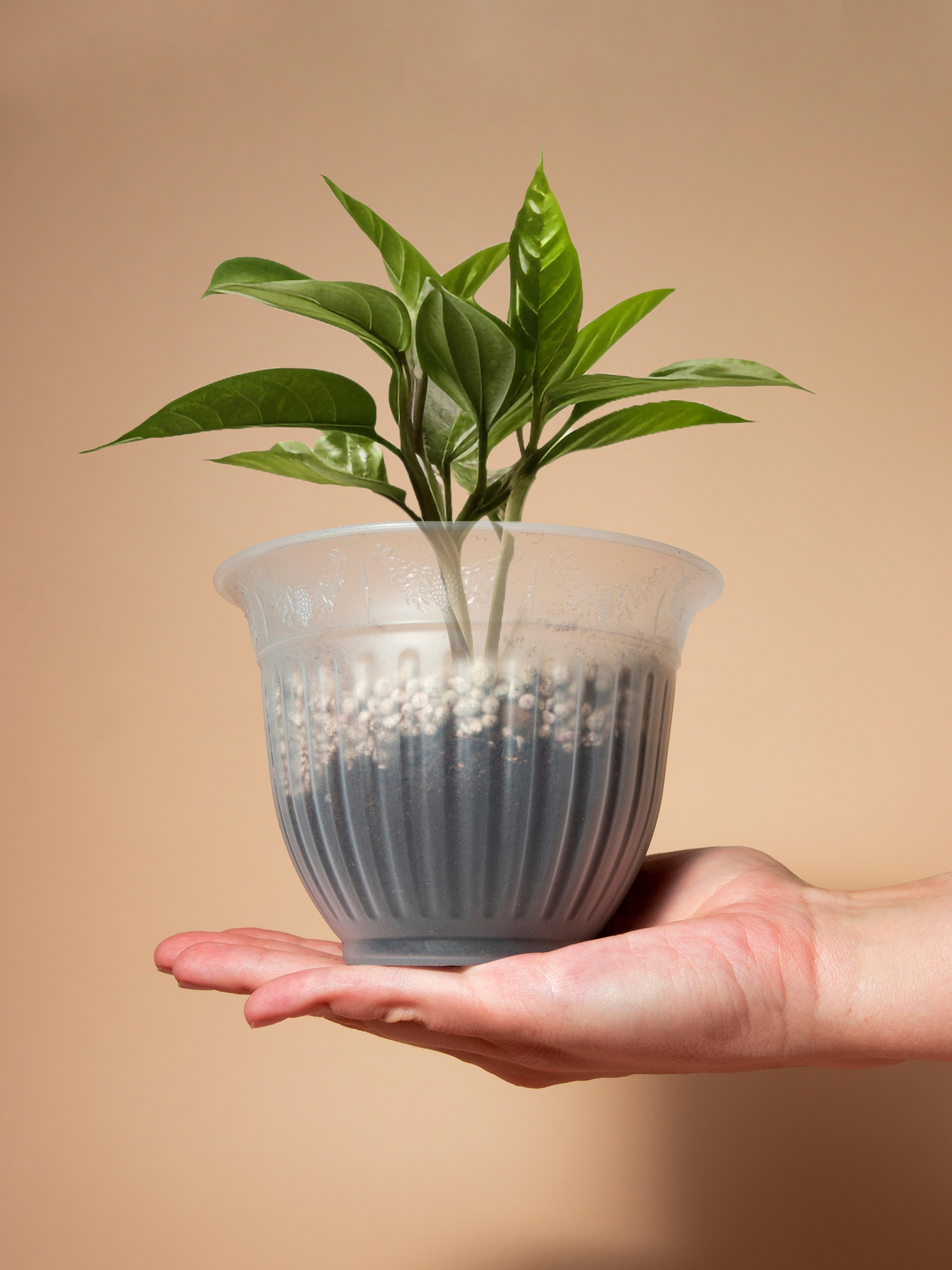 Цветочные горшки. Фотограф Злата Спицына