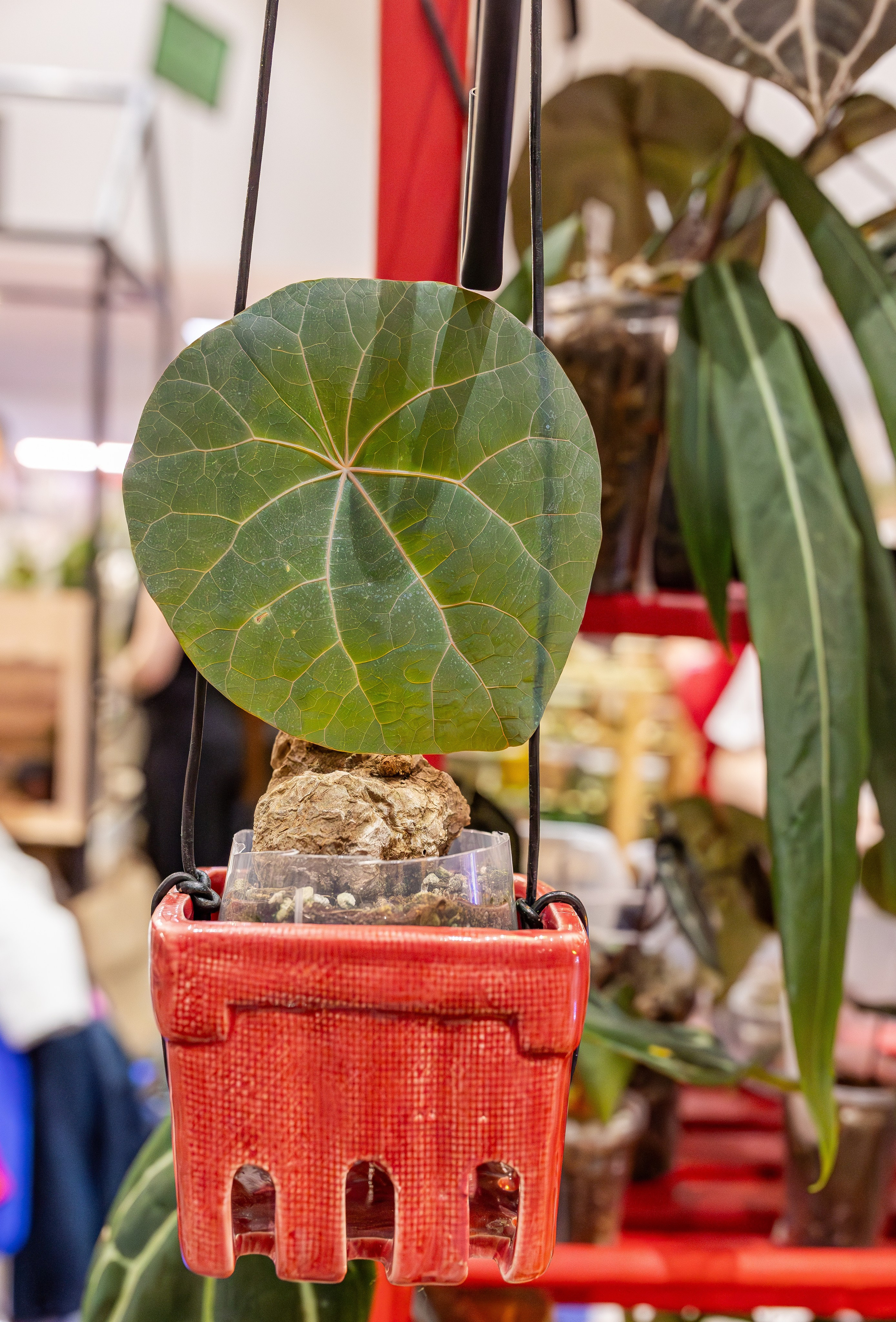 Монстериум апрель 2026. Александра Куликова фотограф, Москва