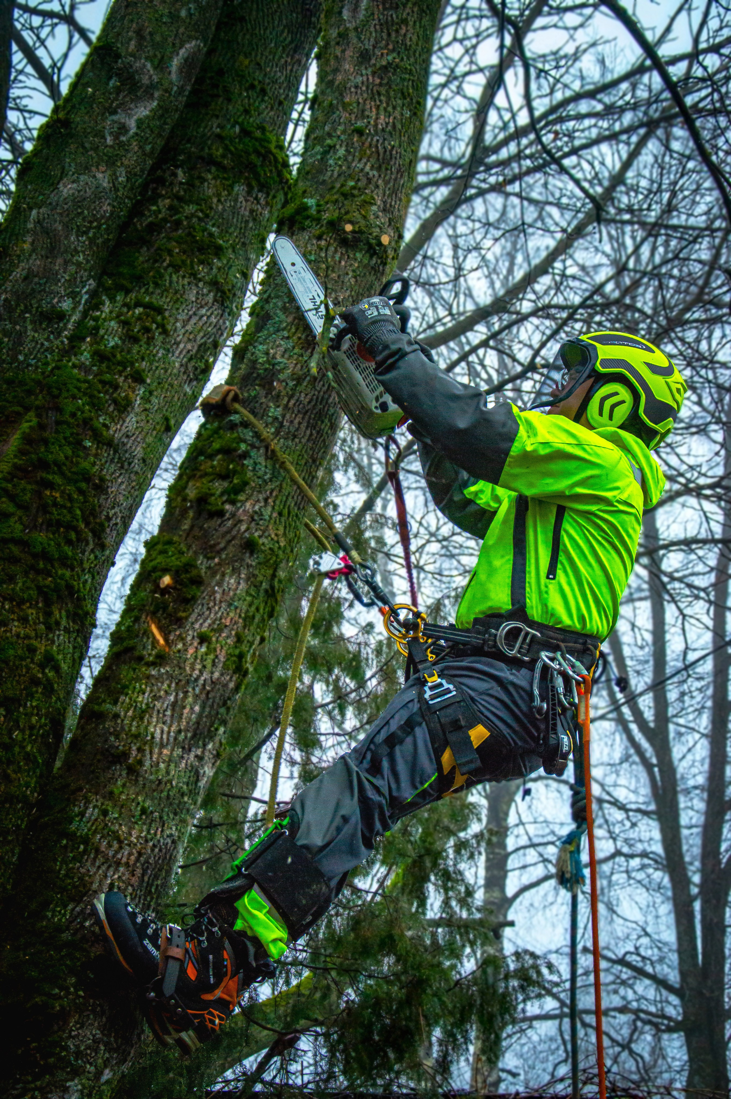 Спил деревьев. Аrbori Culturist