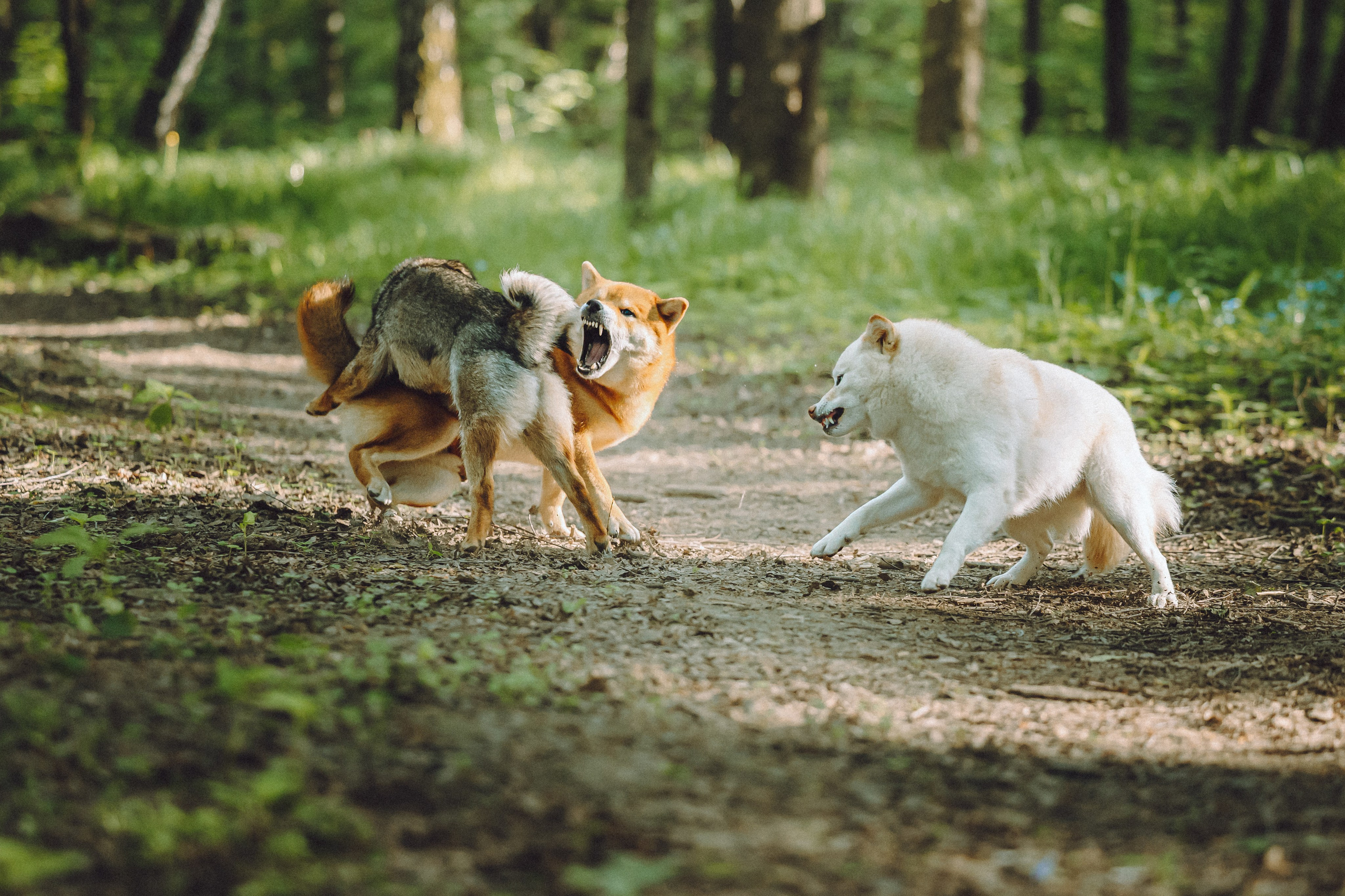 Шед, Цири, Чиби, Цера и их семья