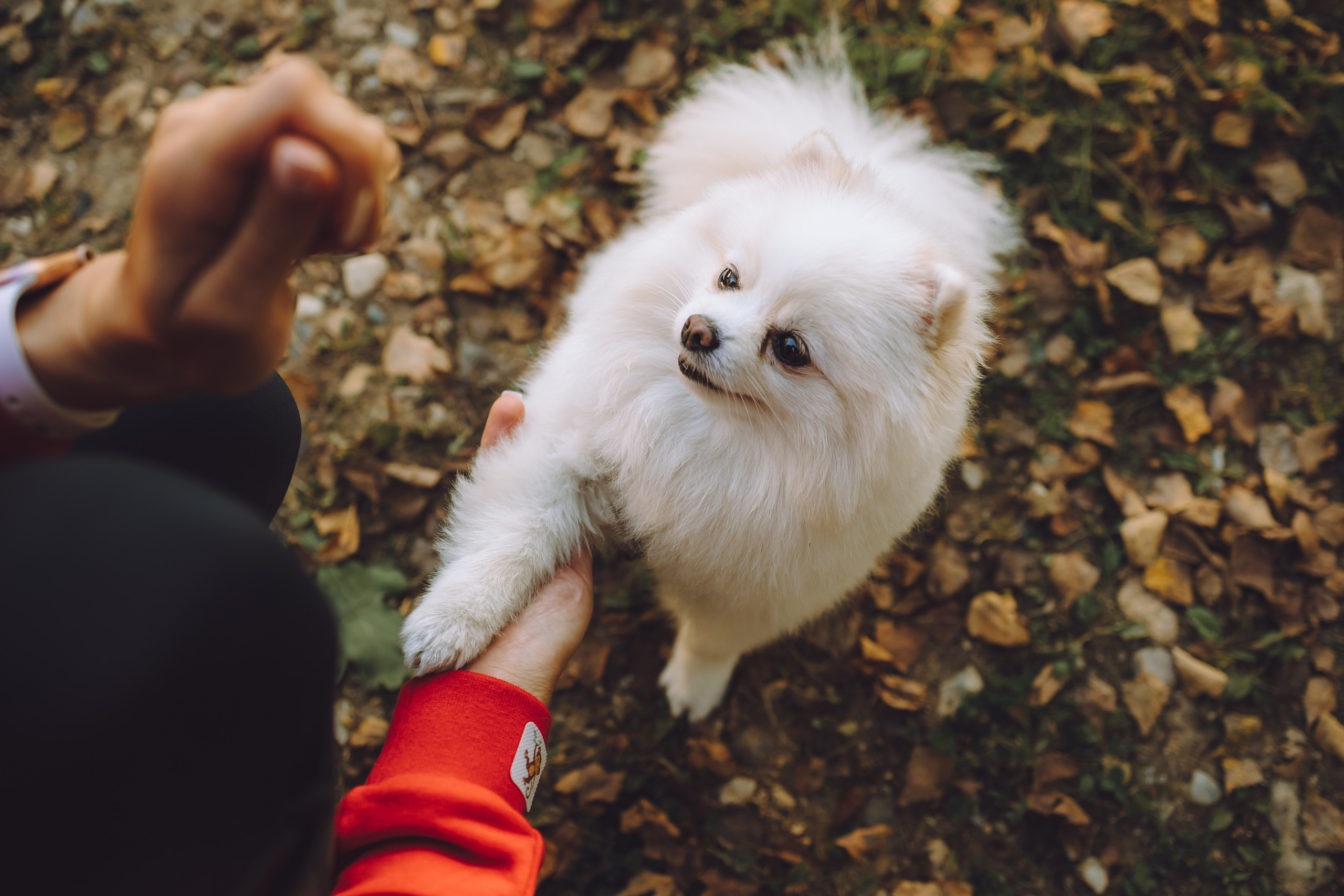 Выездной дог-тренинг от школы «Шерсть имею», Тованово