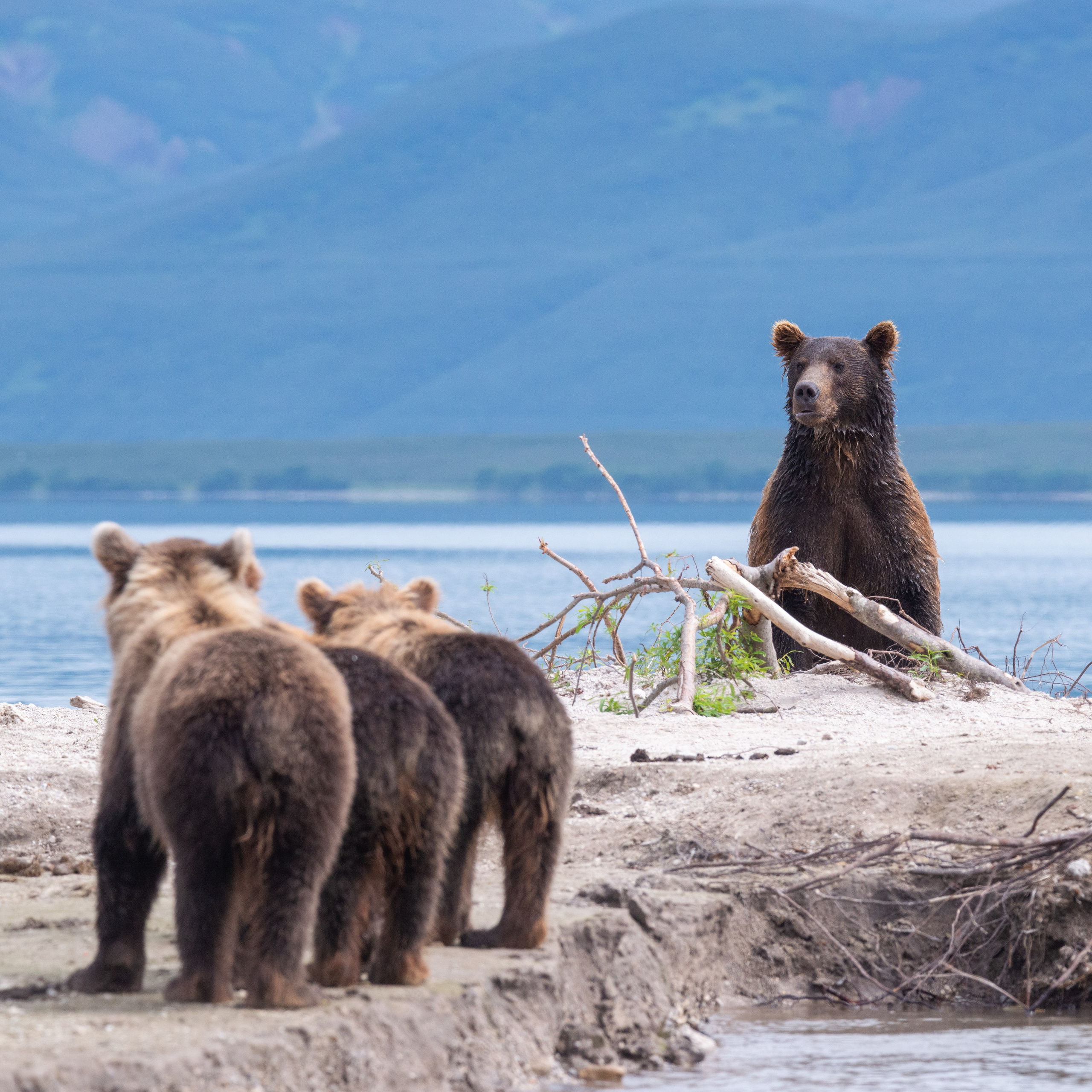 Камчатка — земля медведей. Игорь Иванко — Репортажный и событийный фотограф. Москва